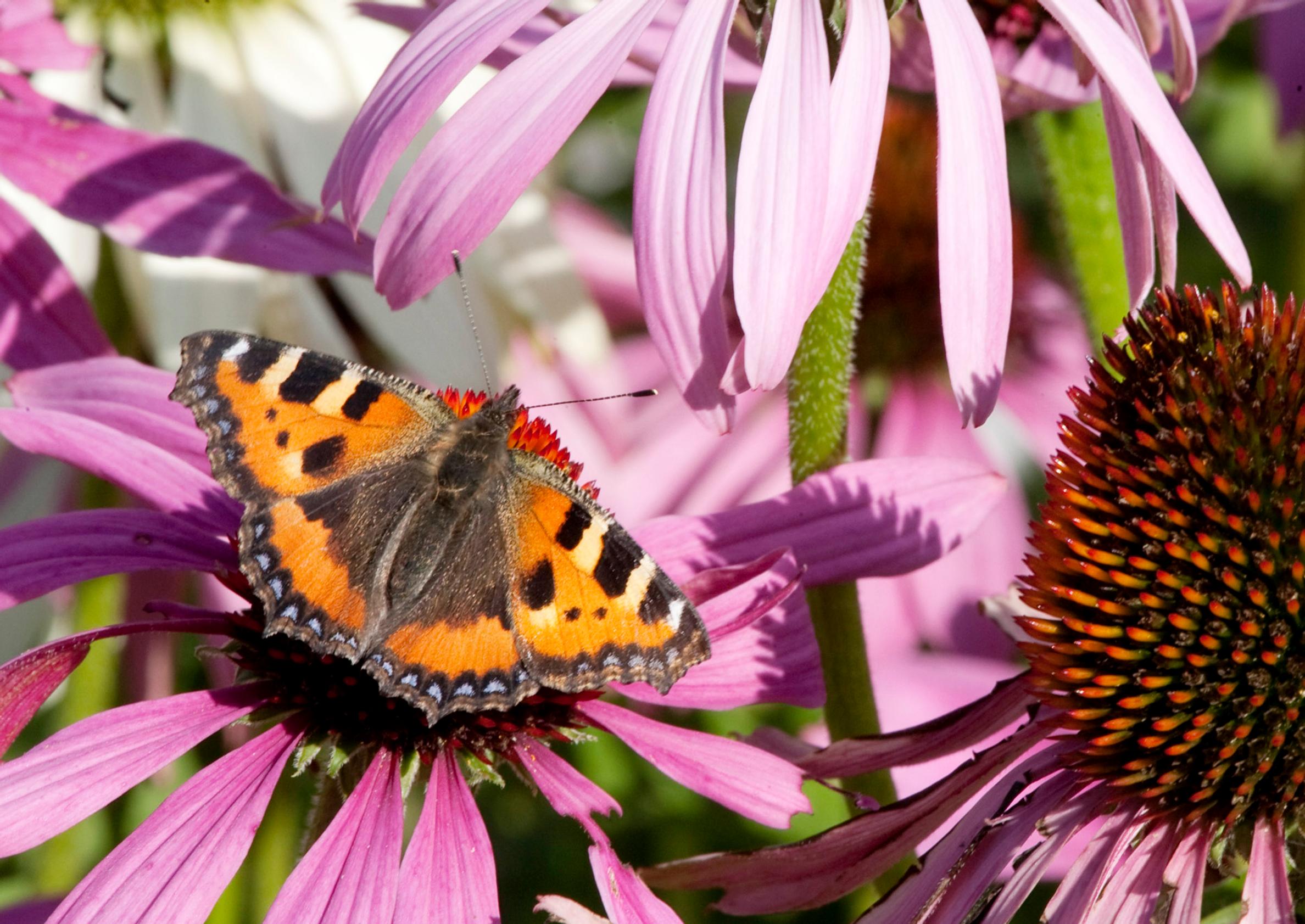 Small tortoiseshell