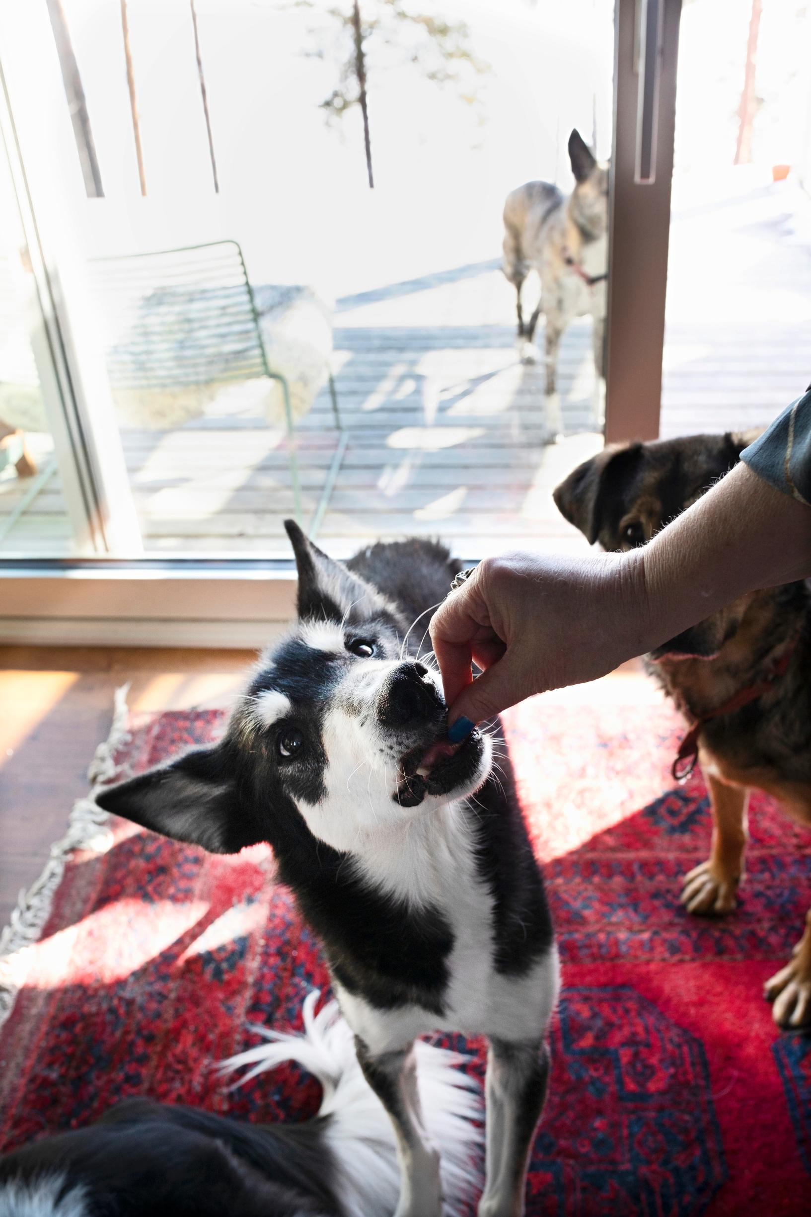 A woman giving a dog a treat