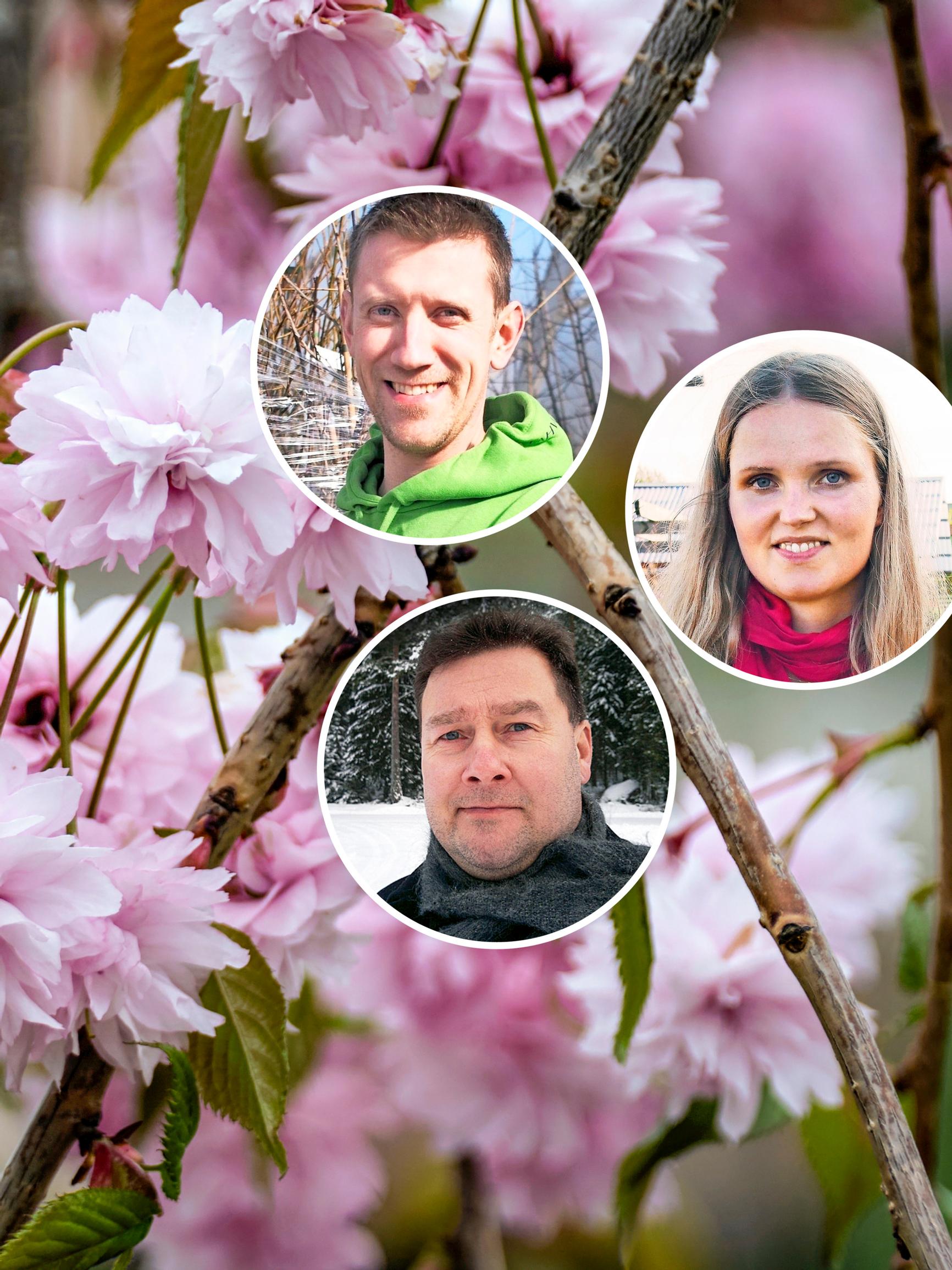 “Unrivaled when in bloom”—nursery growers present 9 ornamental weeping trees