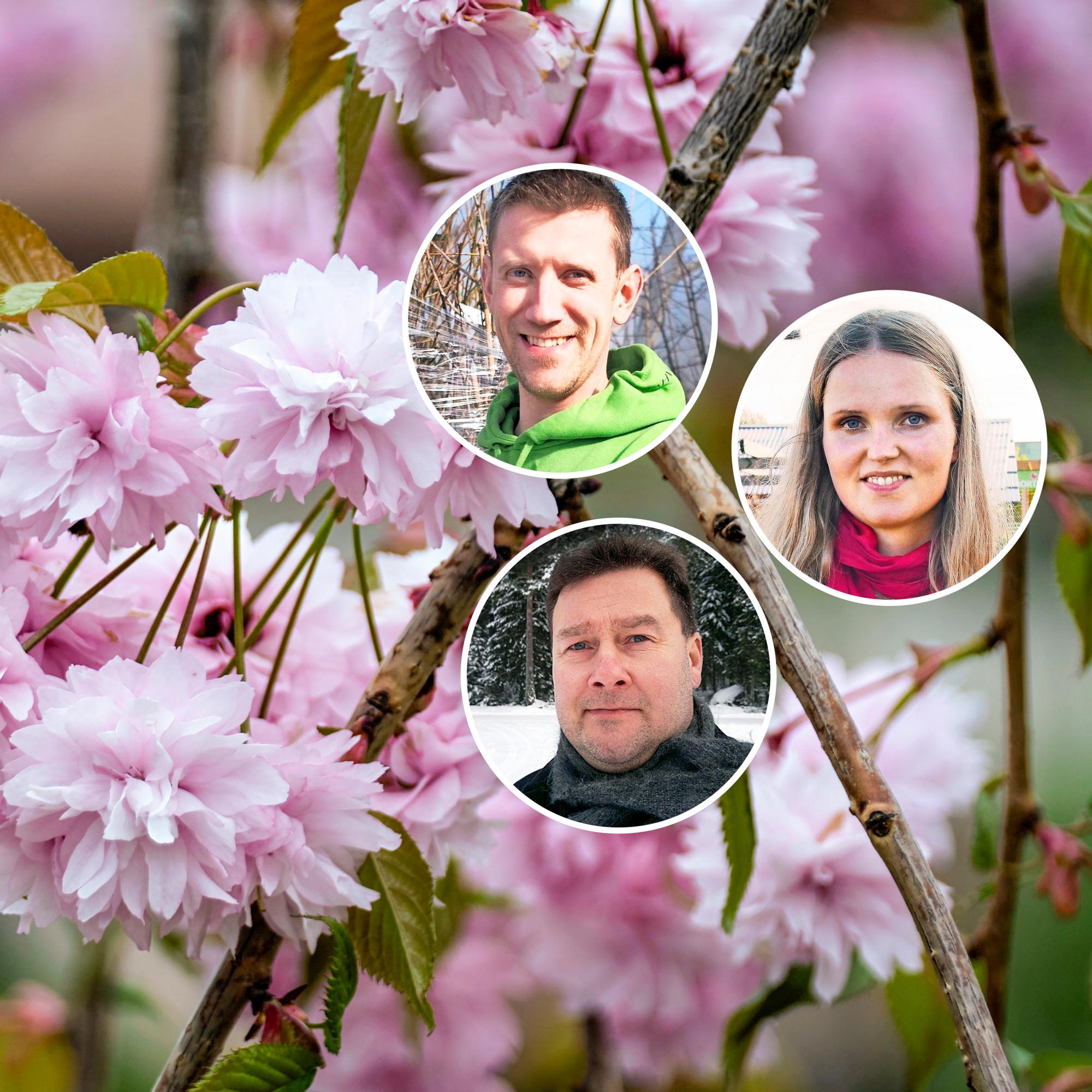 “Unrivaled when in bloom”—nursery growers present 9 ornamental weeping trees