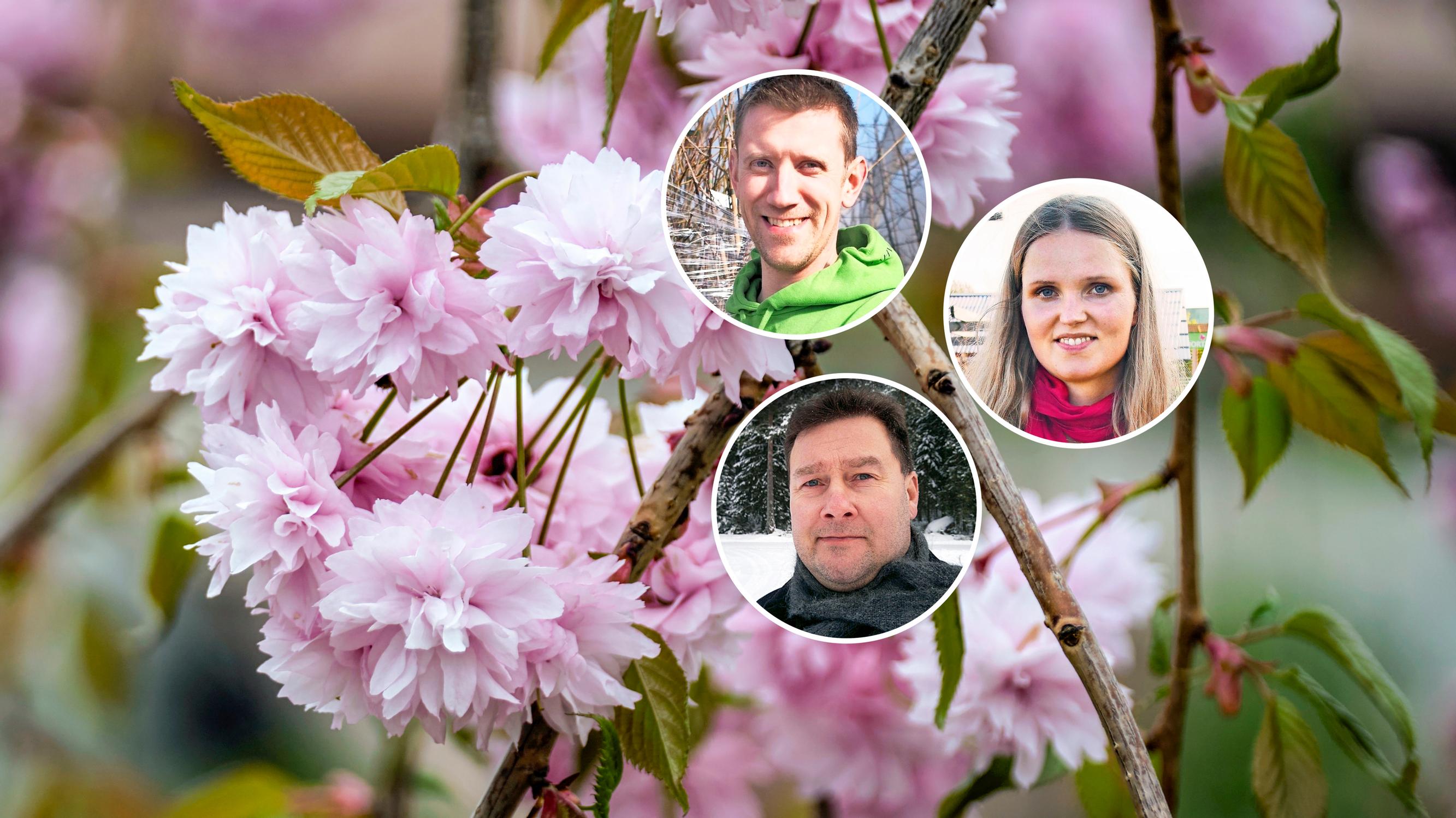 “Unrivaled when in bloom”—nursery growers present 9 ornamental weeping trees