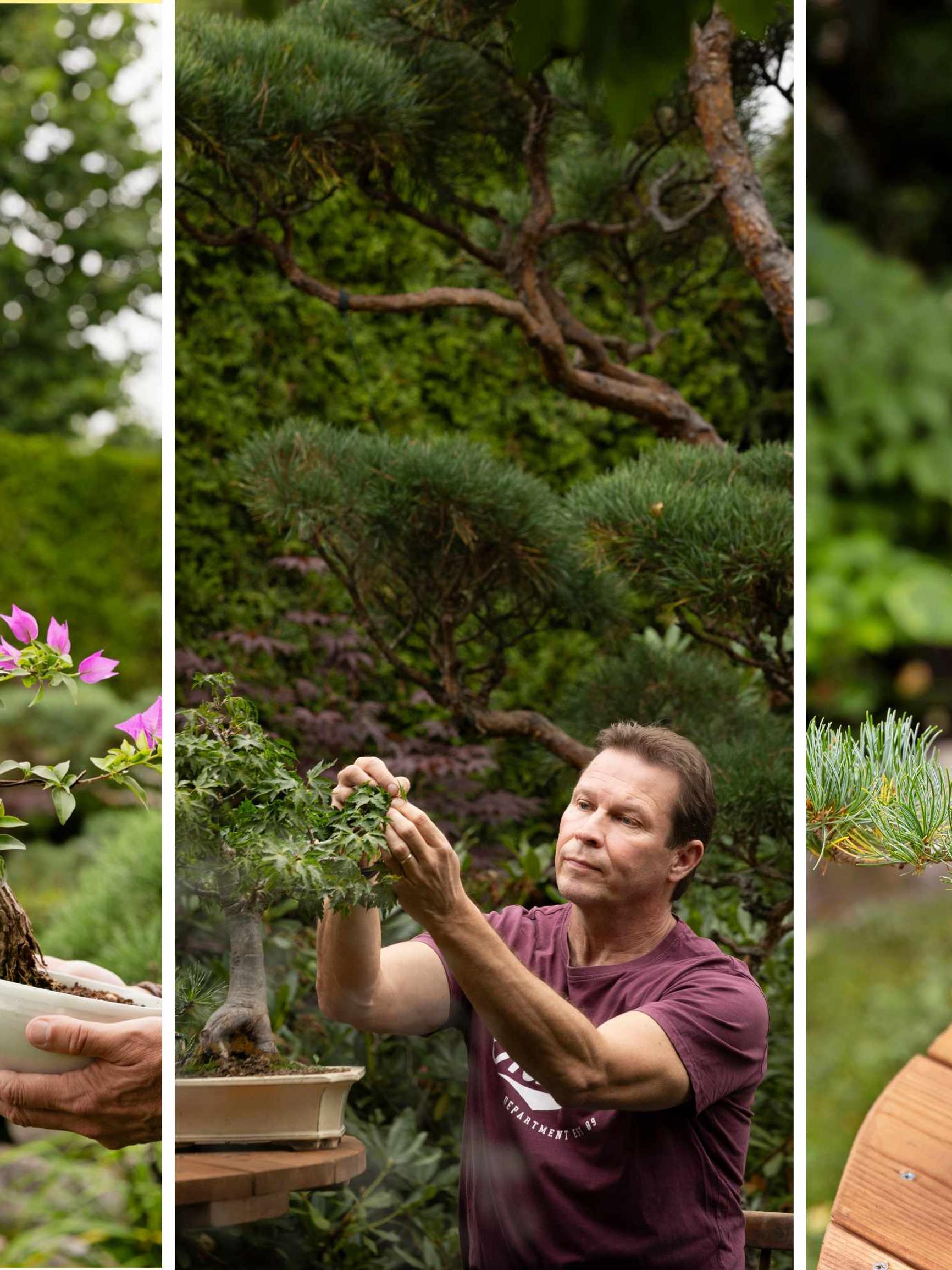 Police officer nurtures 230 bonsai: “I even sleep better these days—I wonder if it’s thanks to the bonsai”