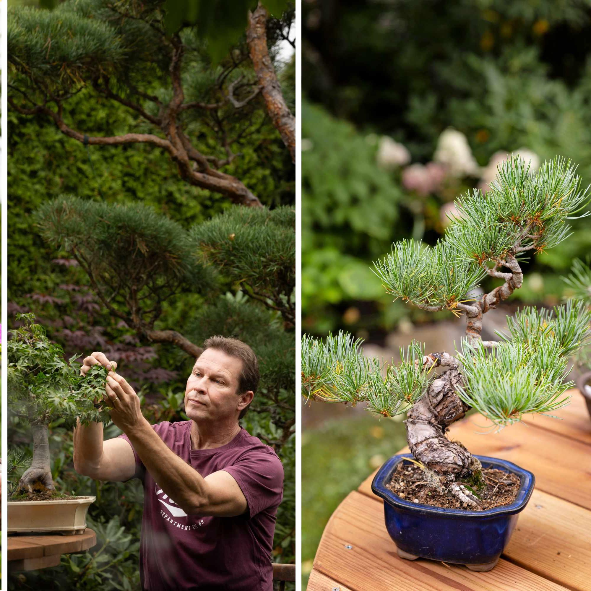 Police officer nurtures 230 bonsai: “I even sleep better these days—I wonder if it’s thanks to the bonsai”