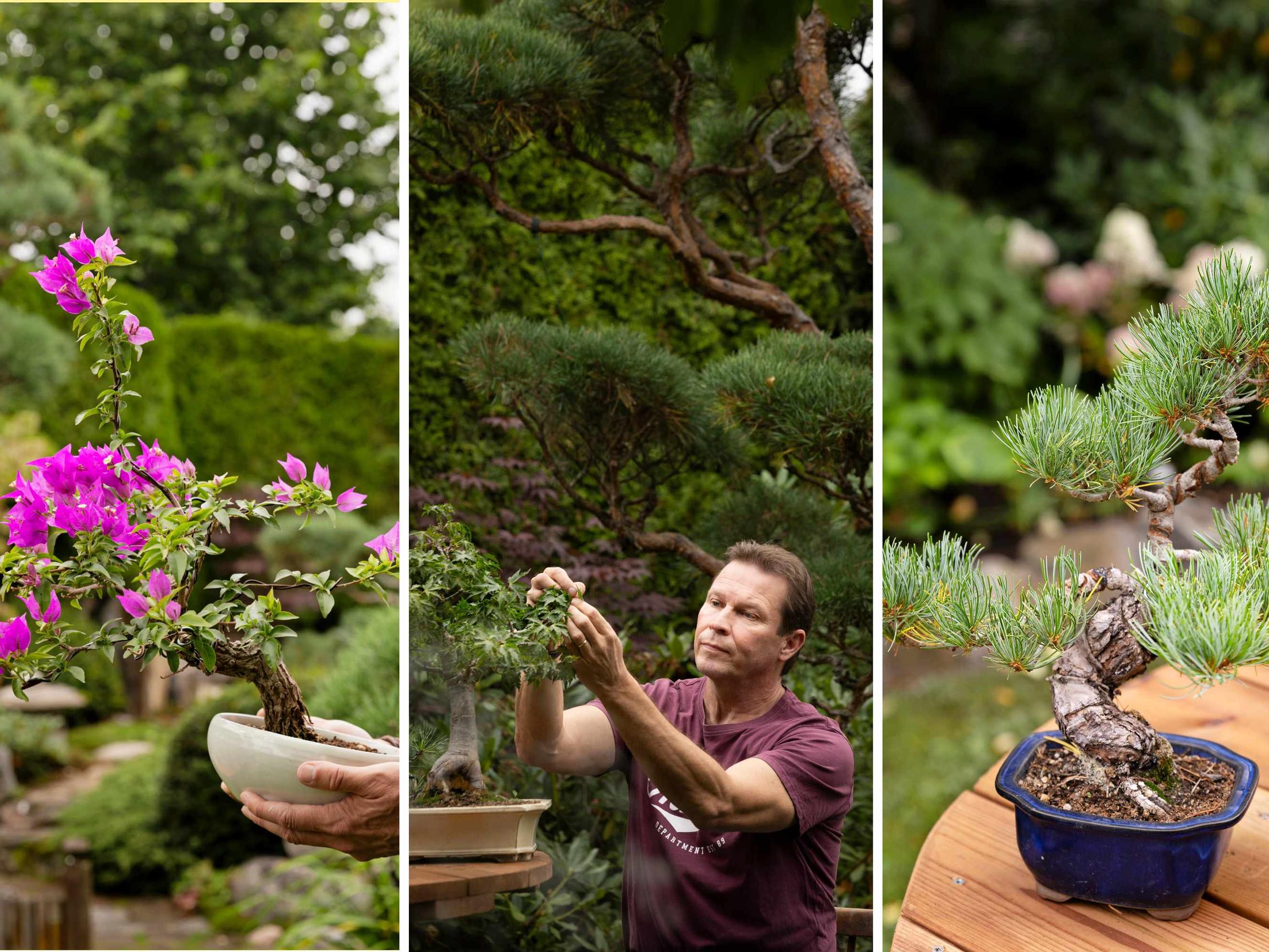 Police officer nurtures 230 bonsai: “I even sleep better these days—I wonder if it’s thanks to the bonsai”