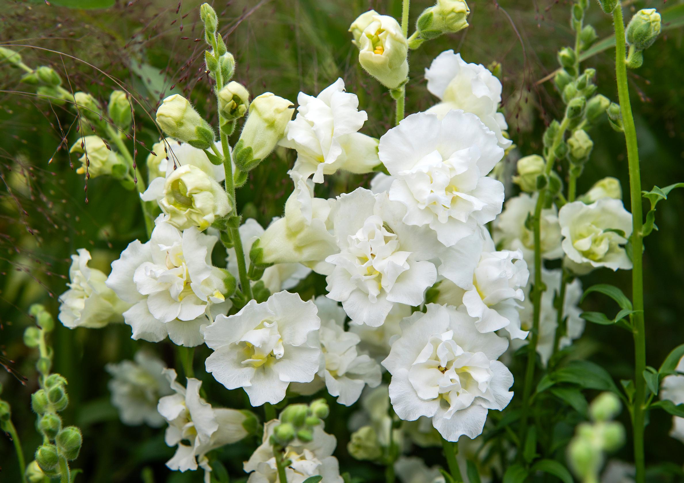 Snapdragon ‘Snapstar White’