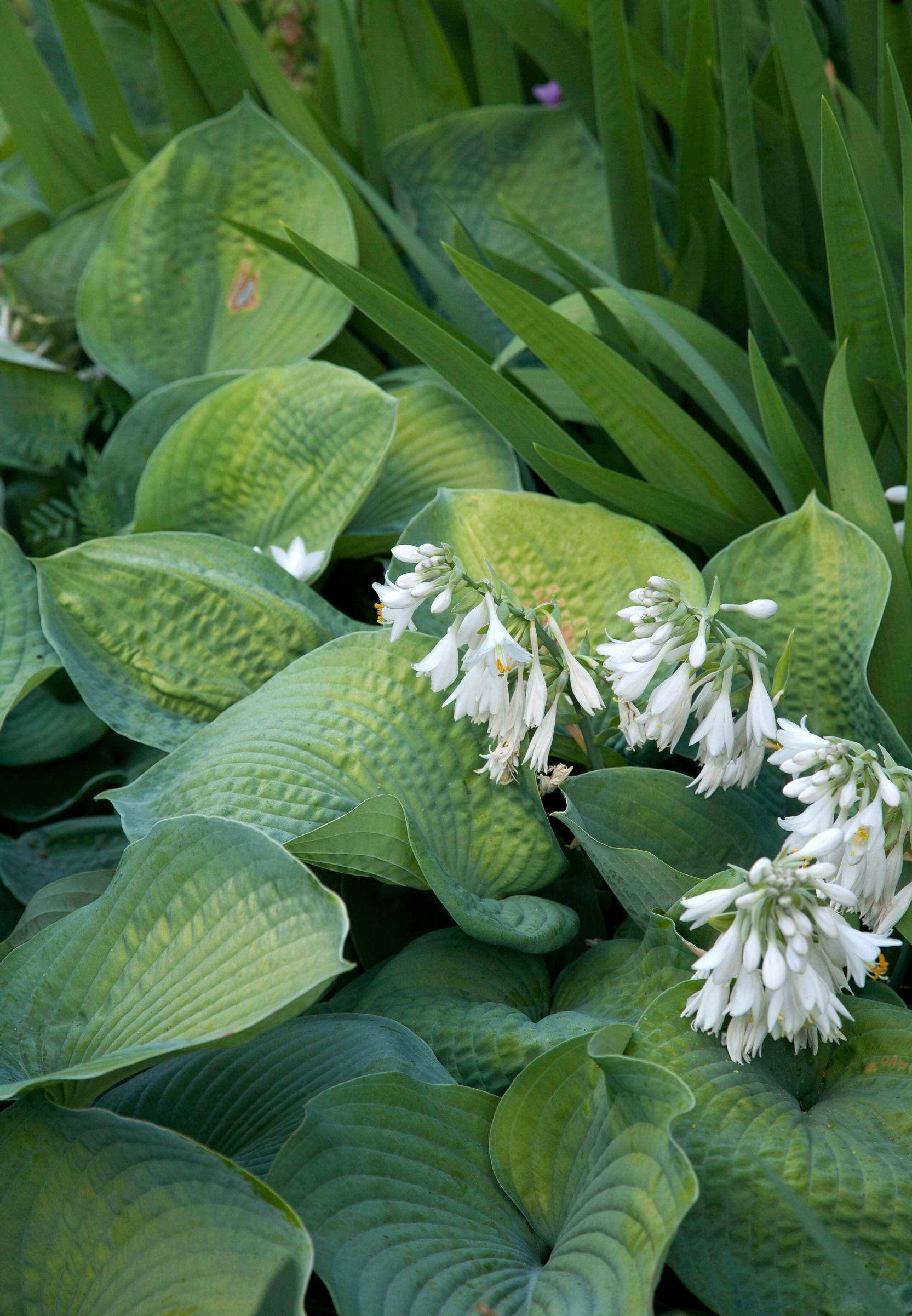 Easy grow perennial flowers