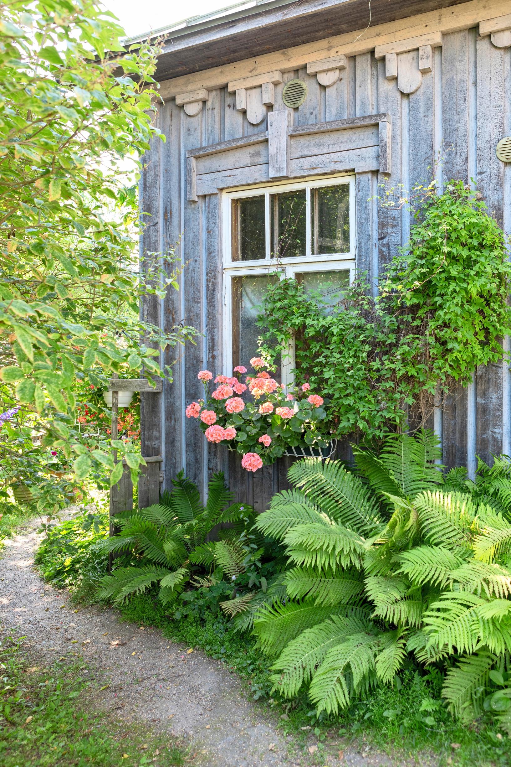 Summer flowers in the garden, geranium on the window