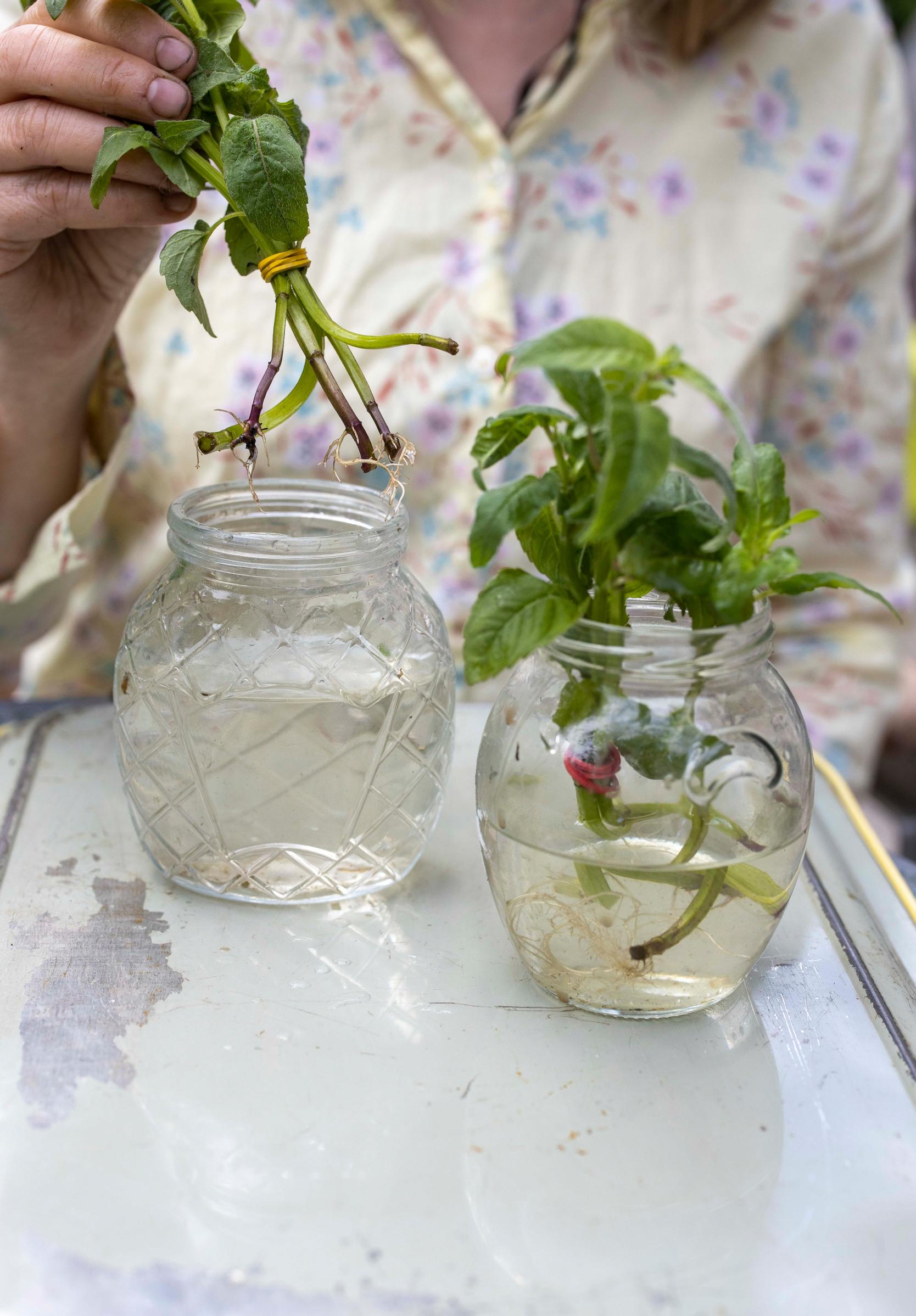 Propagating perennials from cuttings