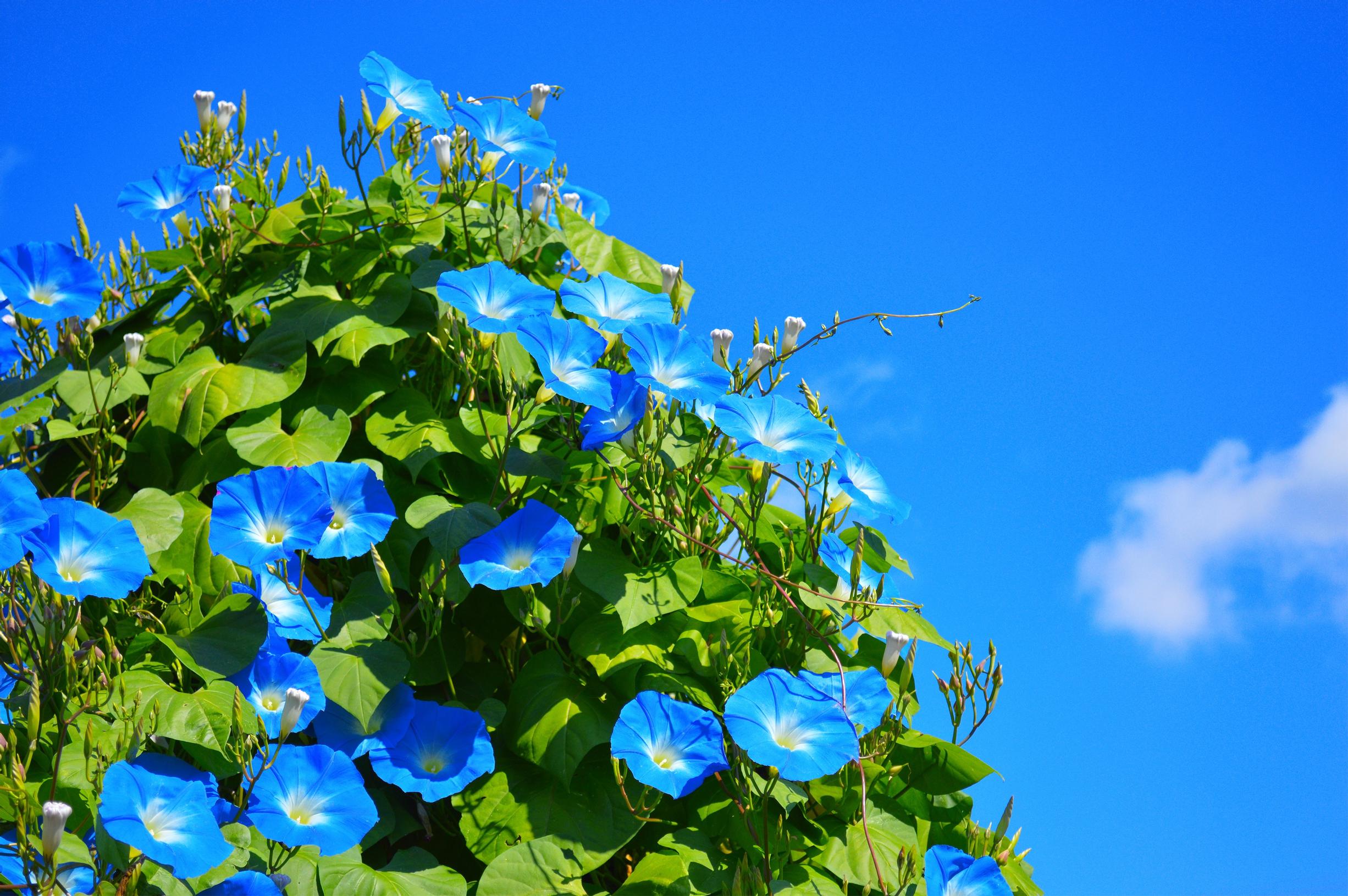 hanging basket flowers: blue morning glory
