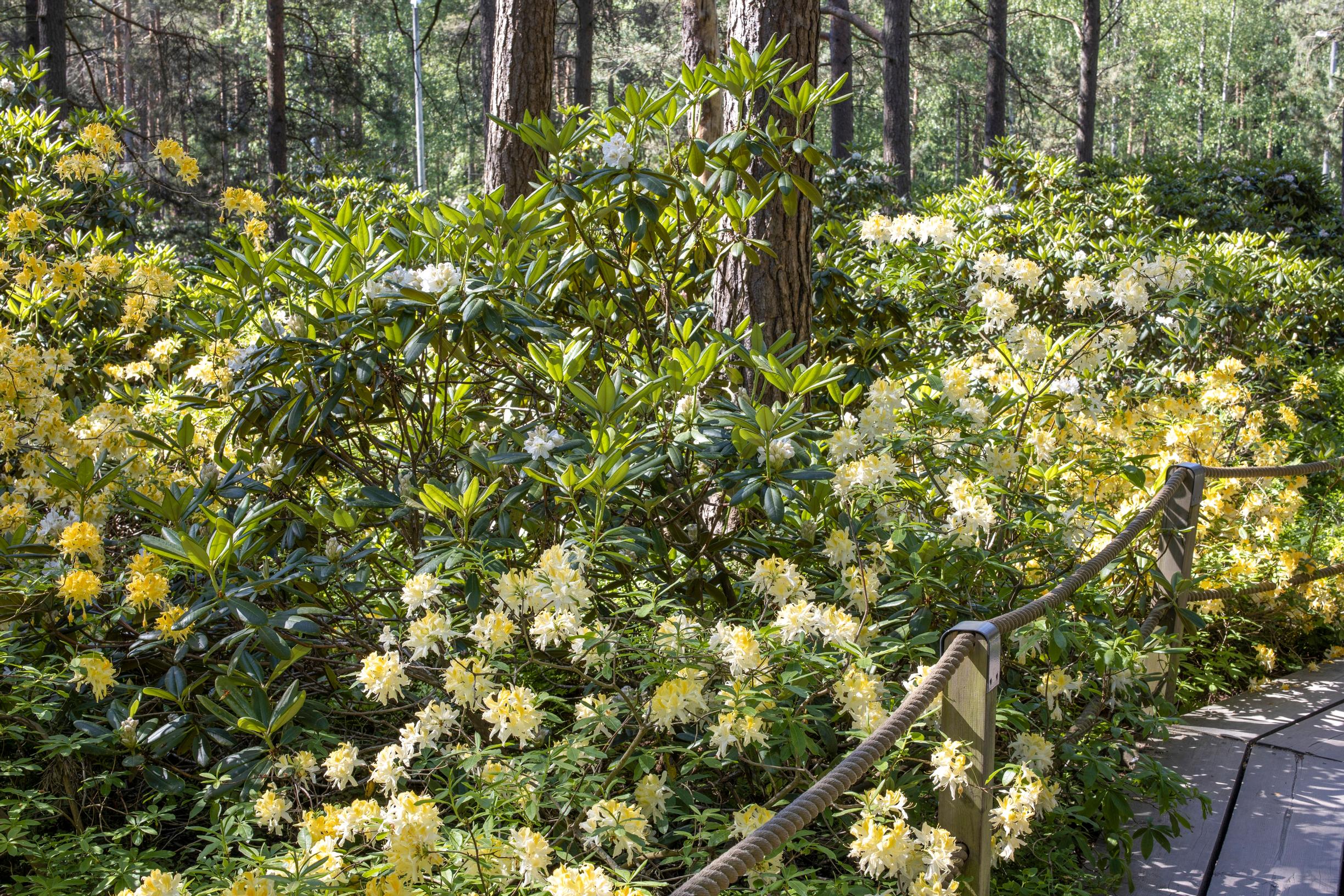 Azaleas give off a delightful scent