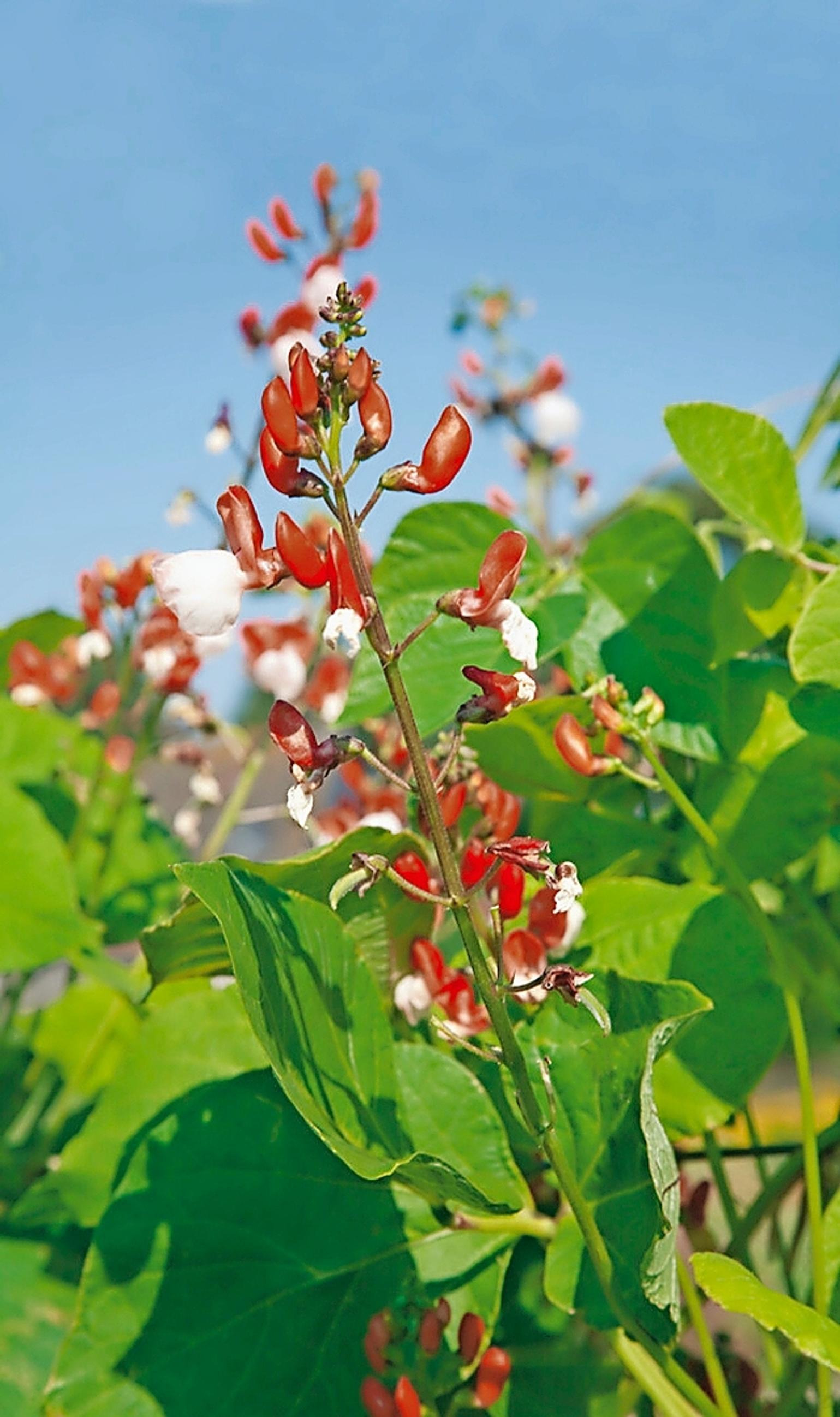 Bean varieties: runner bean ’Painted Lady’