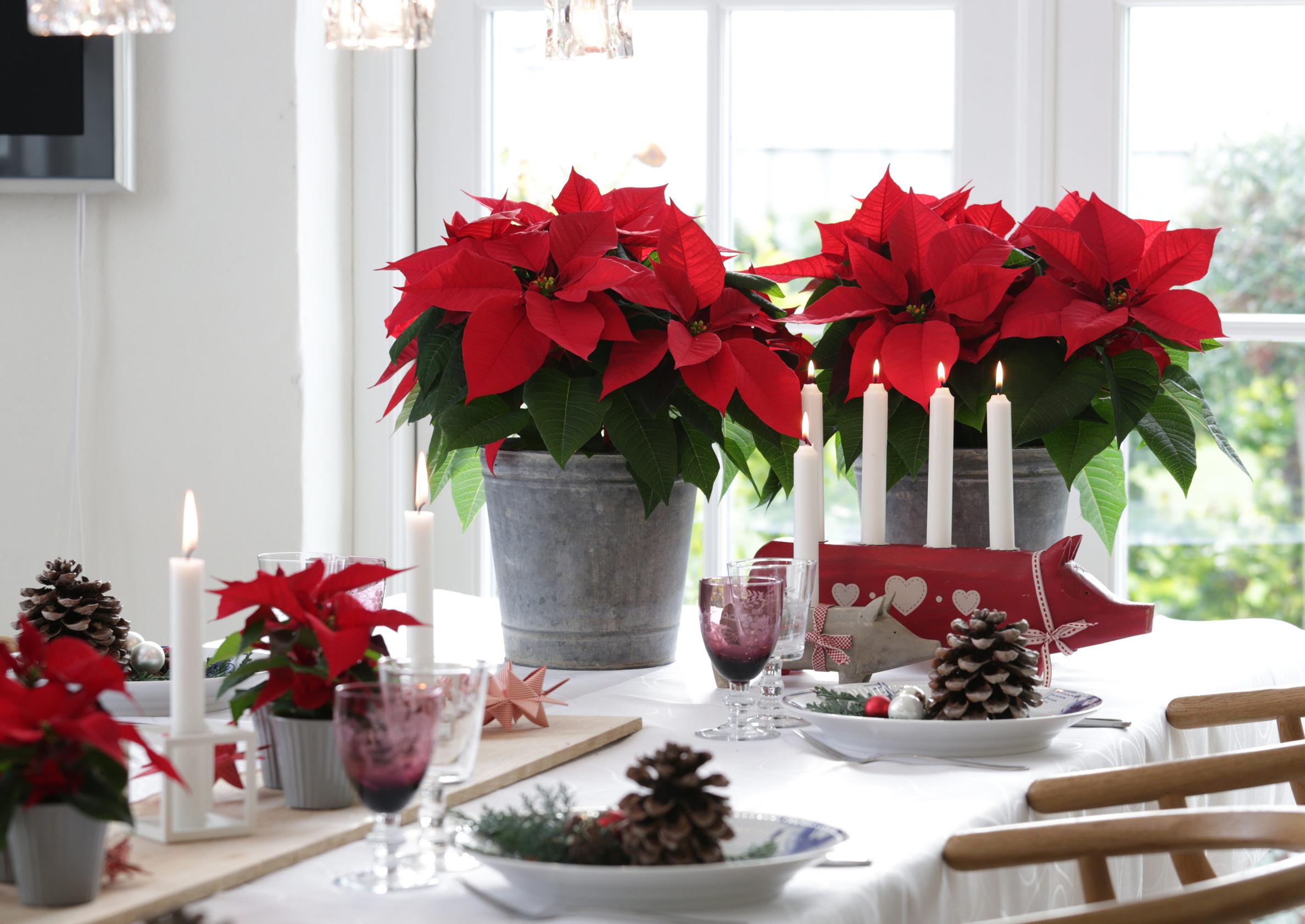 Red poinsettias in pots