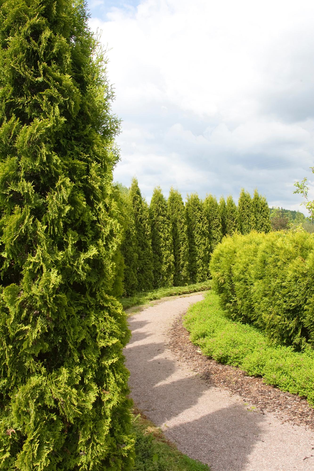 Thuja hedge plants: planting, growing, and care | Kotona Living