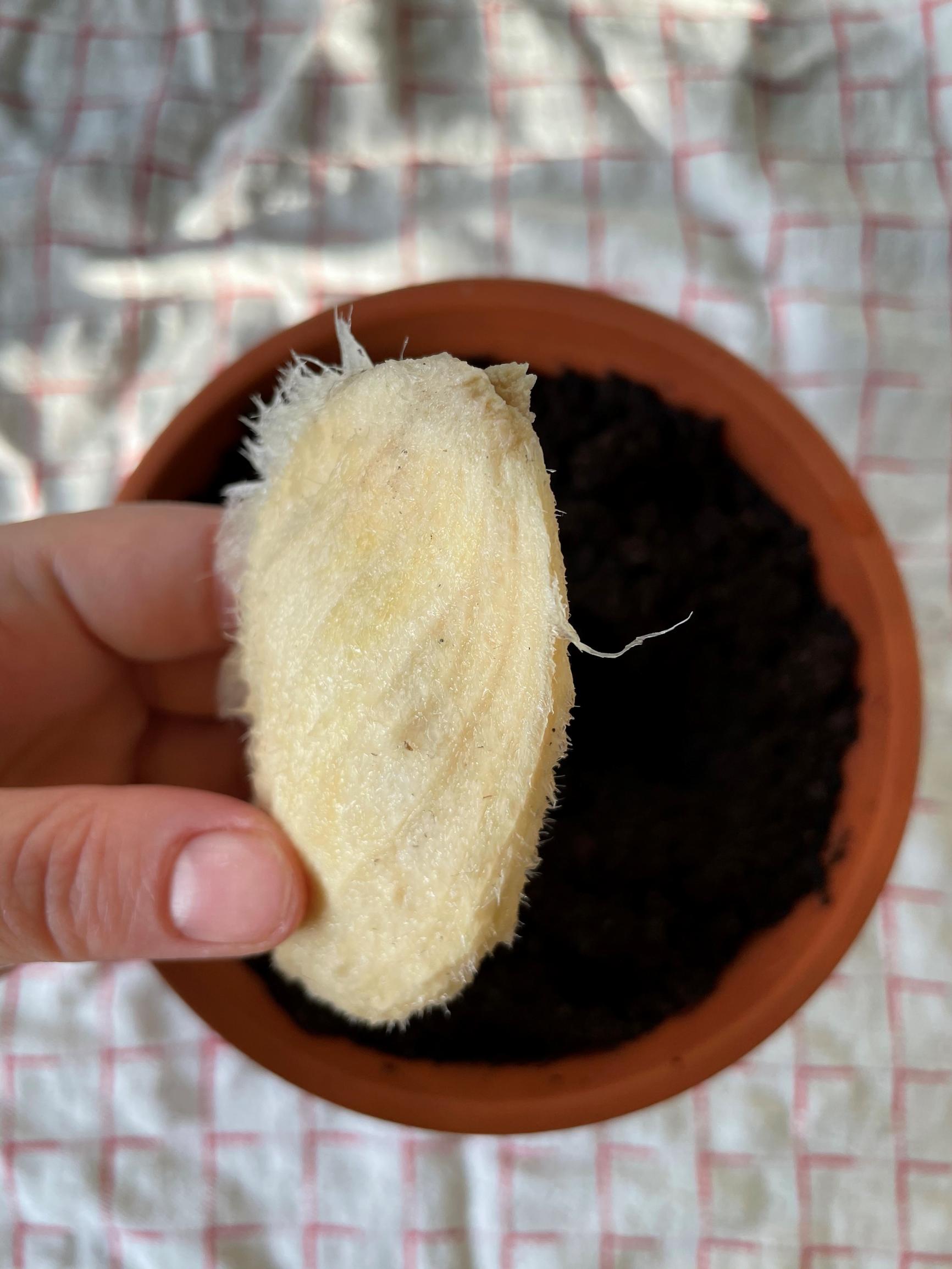 How to plant a mango seed from the fruit: Mango seed held above the pot