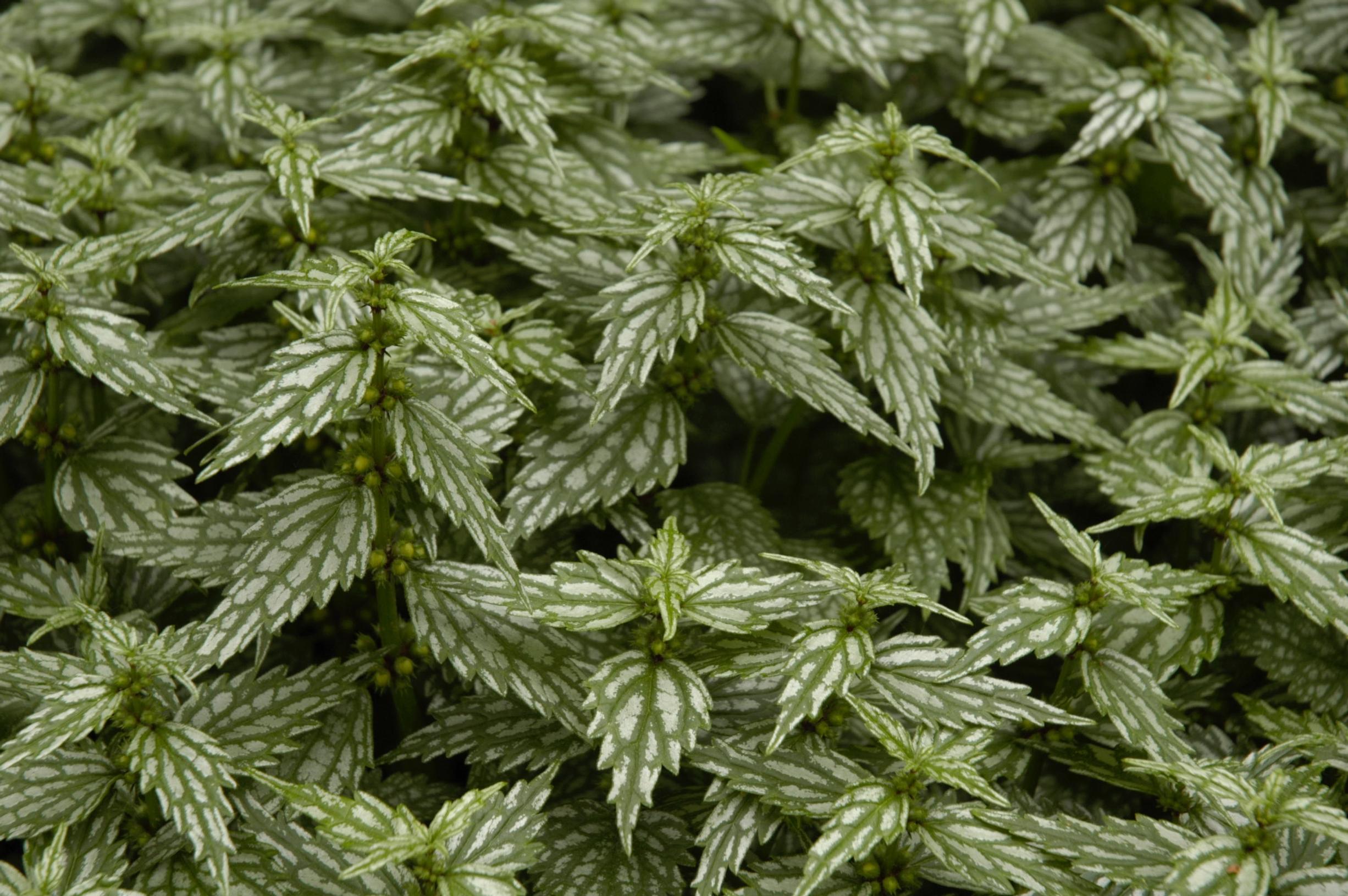 ground cover plants: Yellow archangel