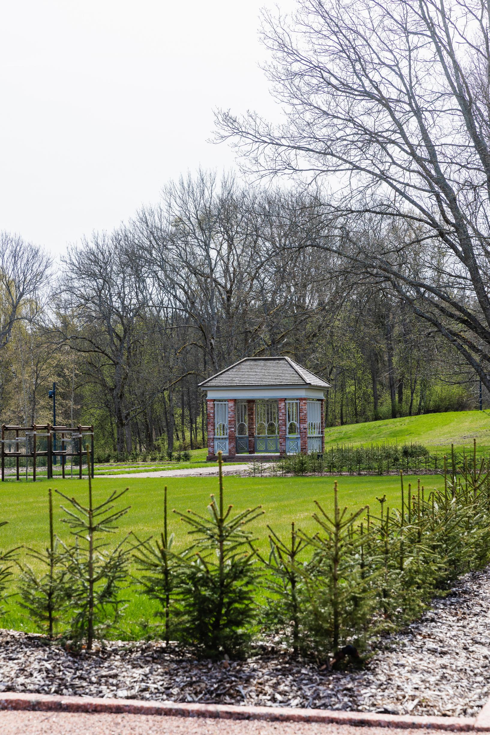 A spruce hedge with the pavilion in the background