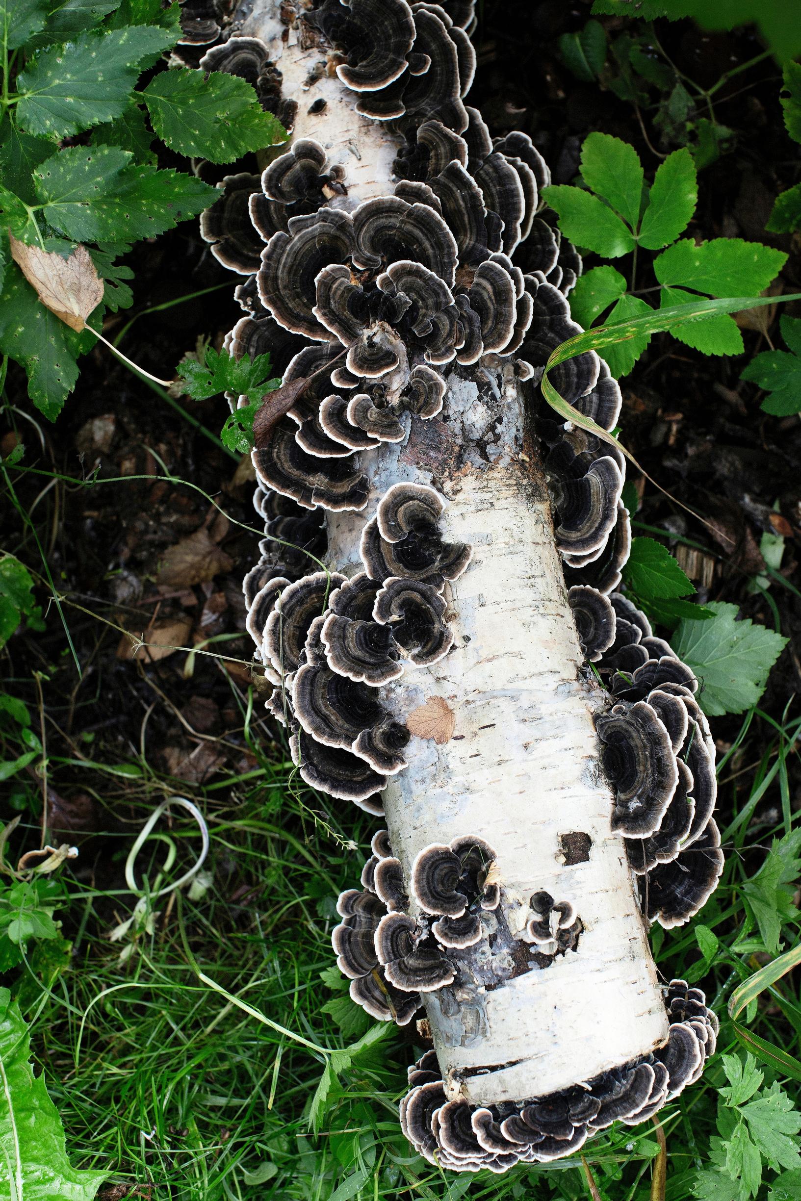 Violet pouch fungus