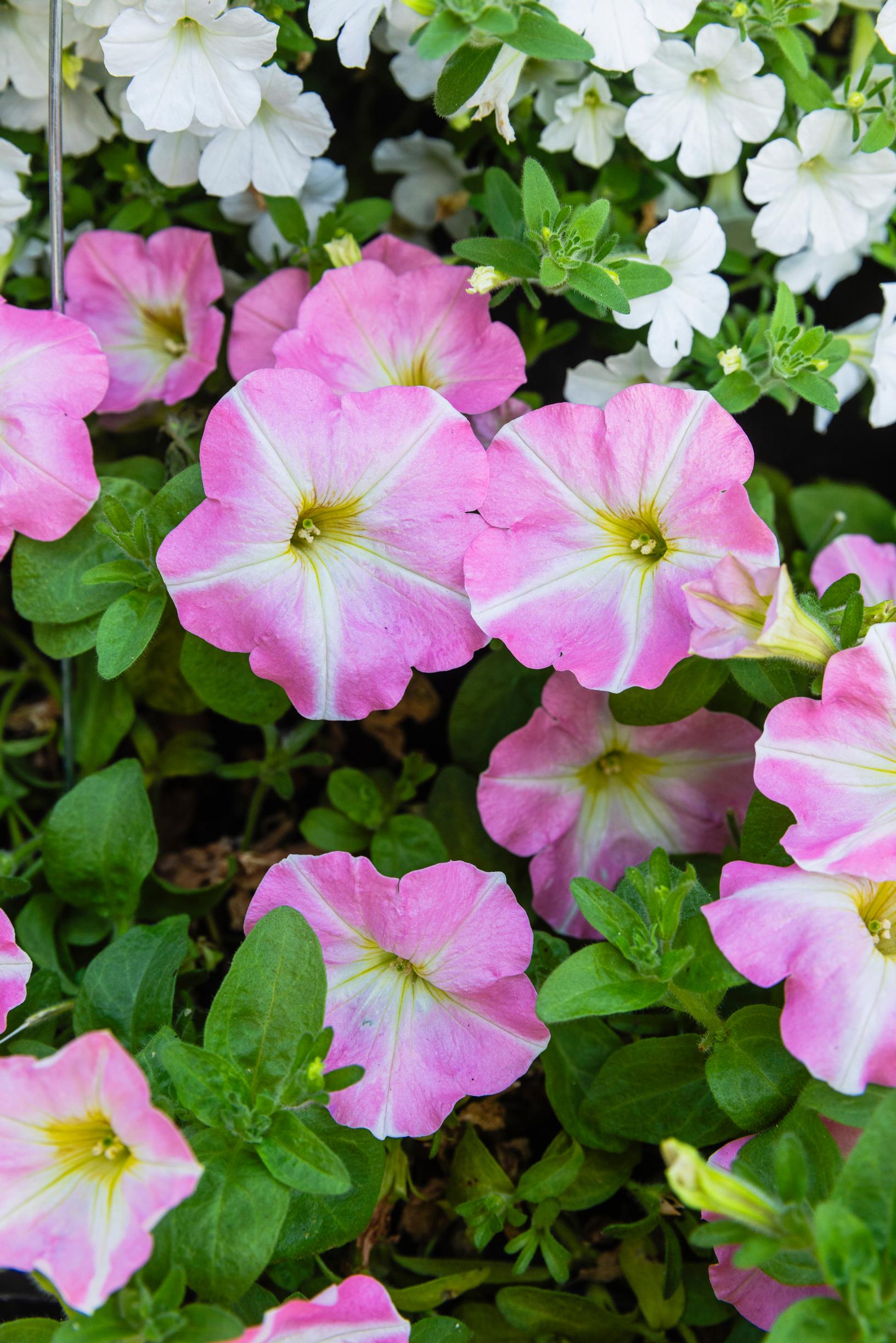 Pink-and-white petunia