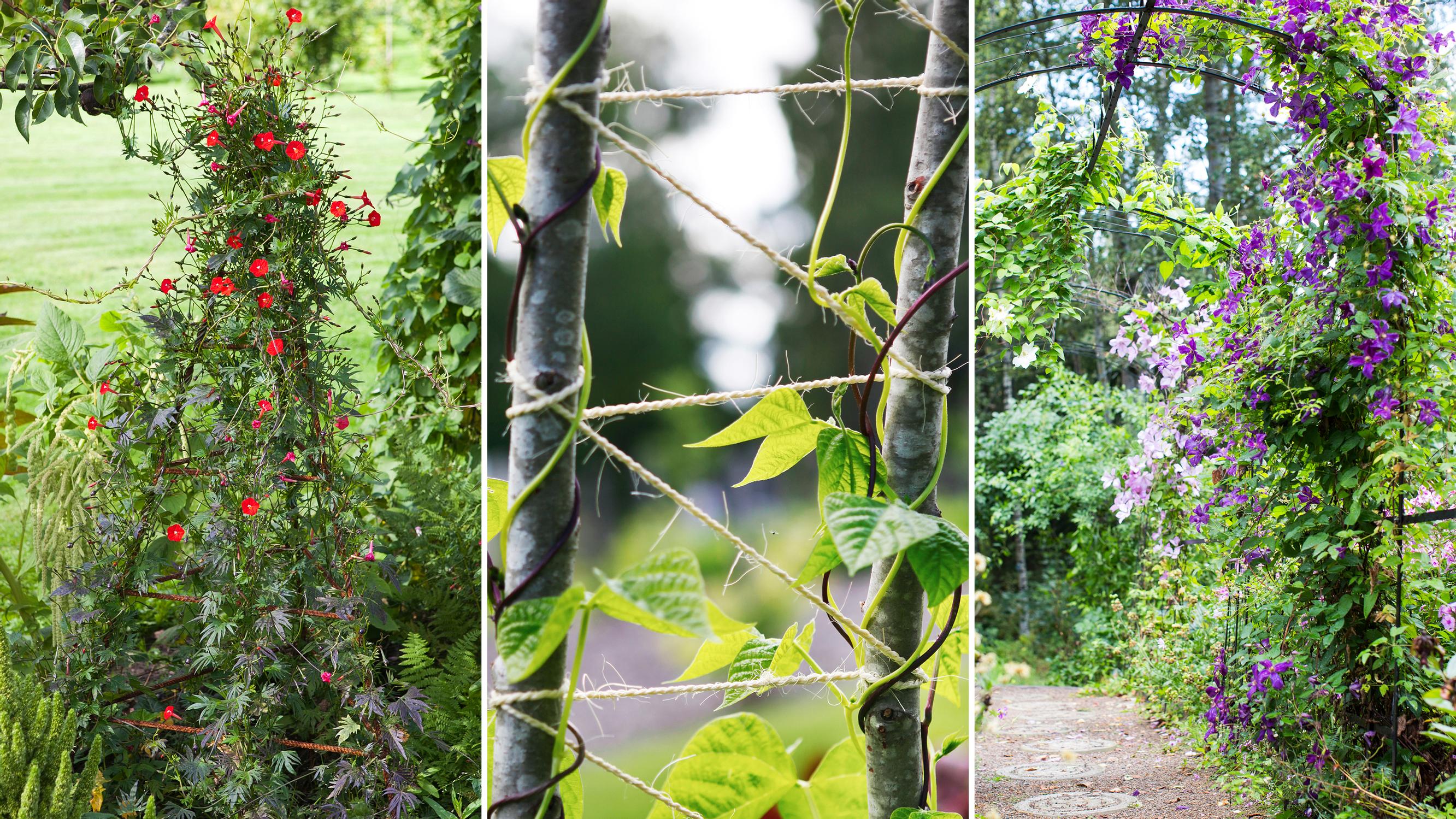 Vine supports can be made from sticks, rebar rods, or clothing racks—12 ideas