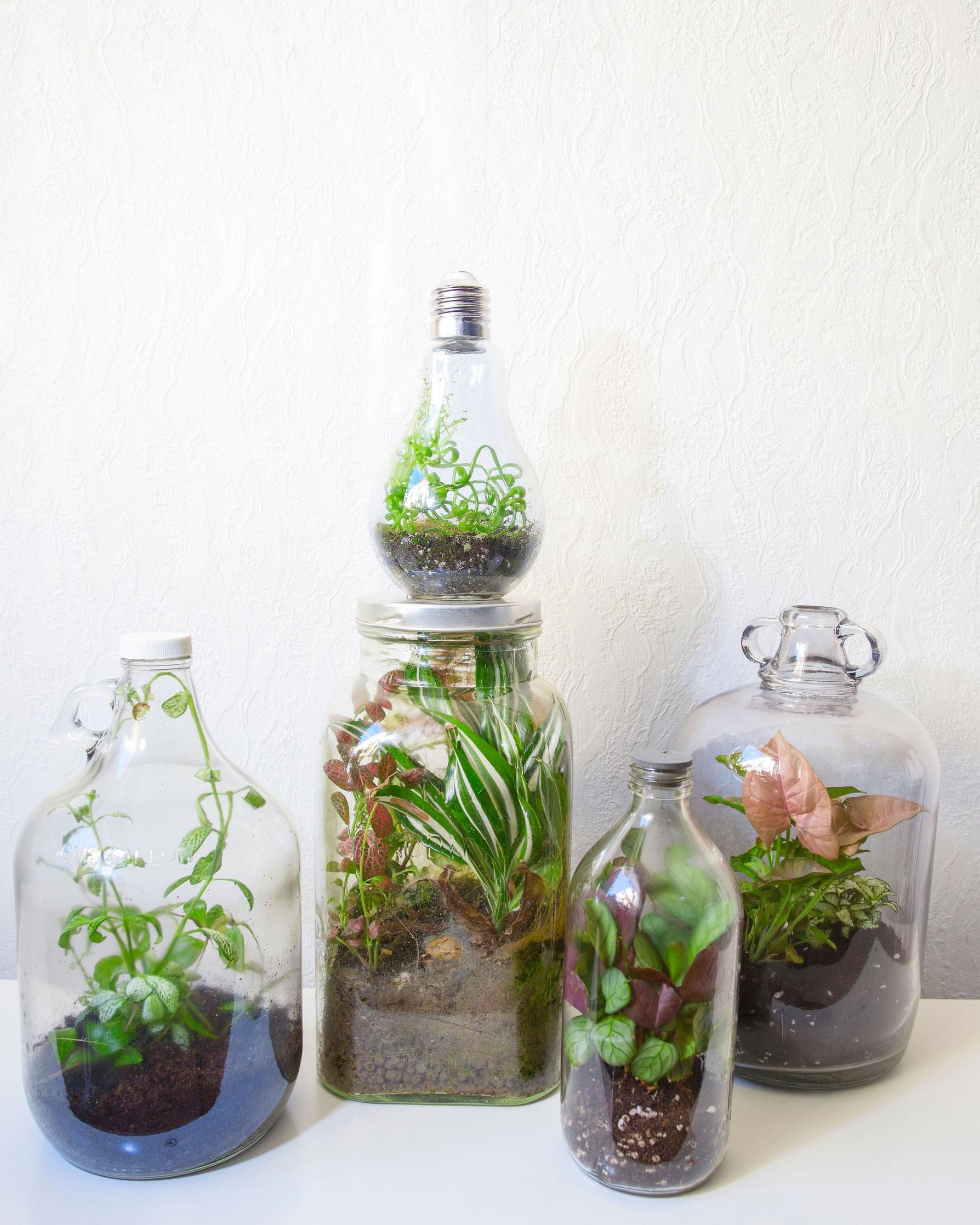 Bottle garden