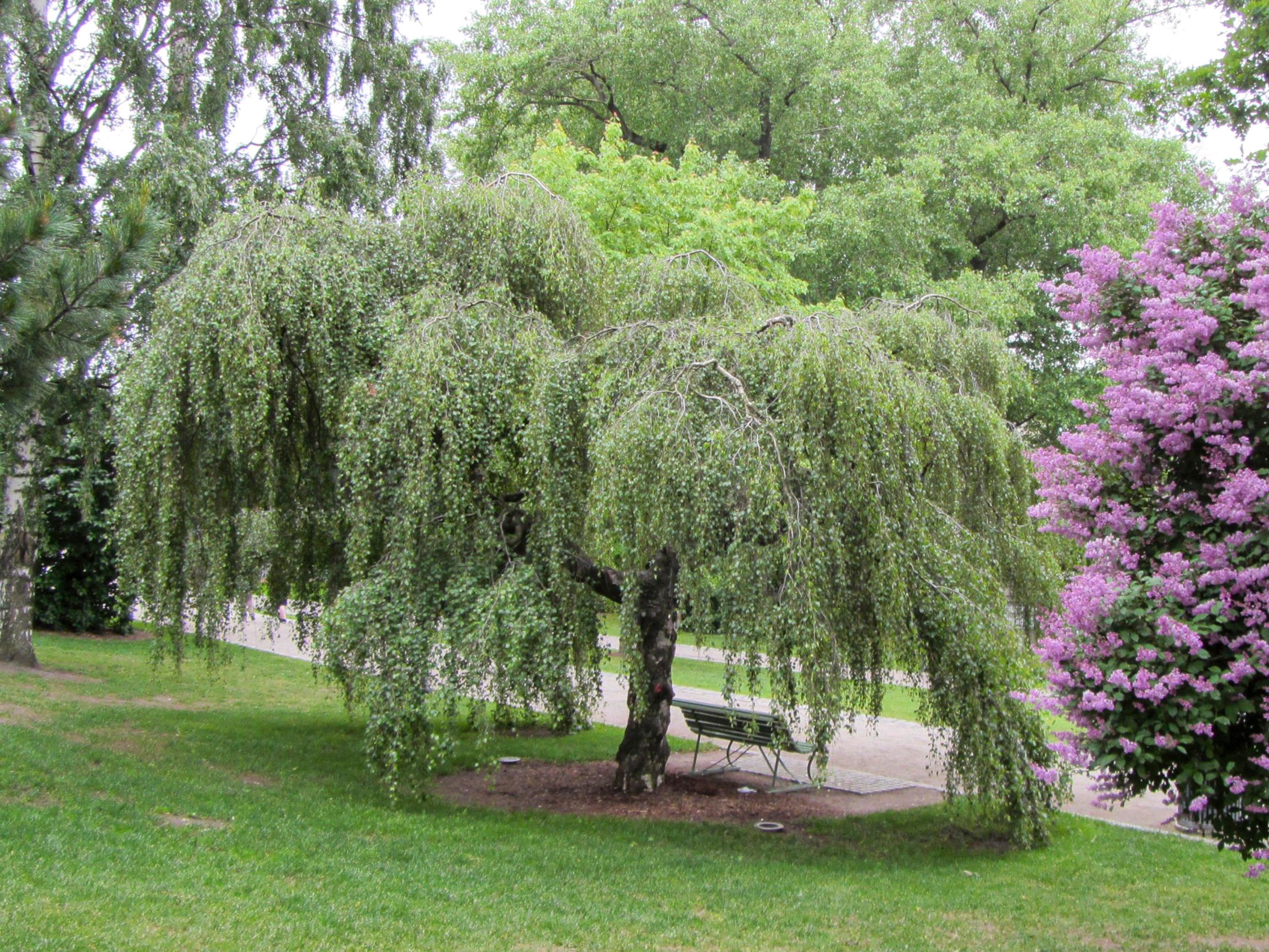 Young’s weeping birch