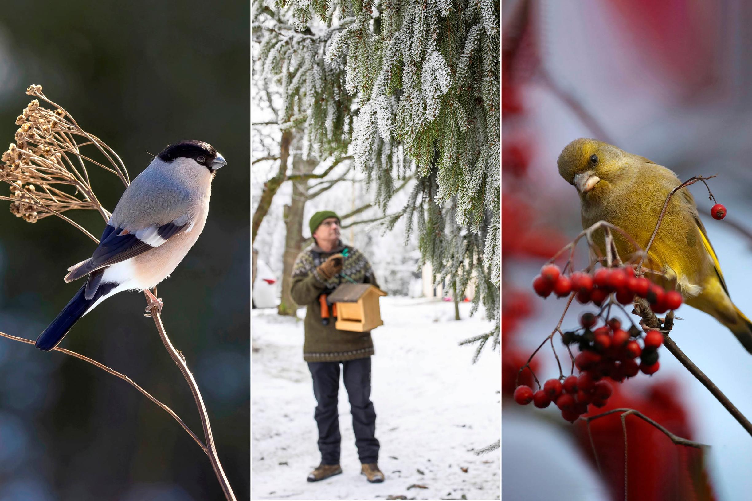 Picture of small birds and a person hanging a bird feeder