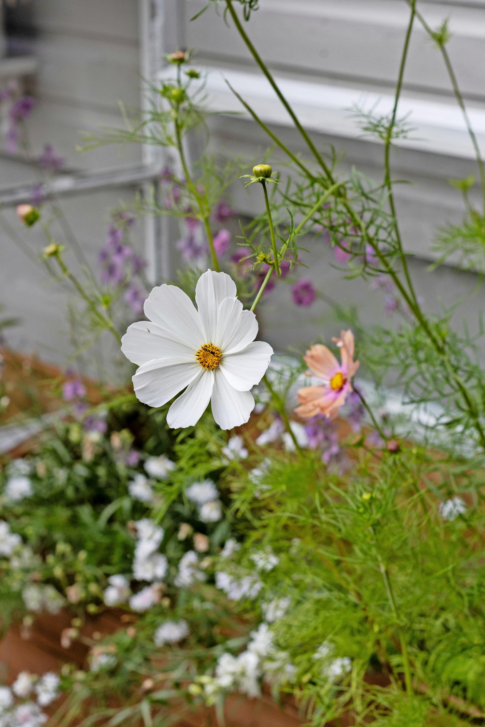 Photo of cosmos flowers in a raised bed.
