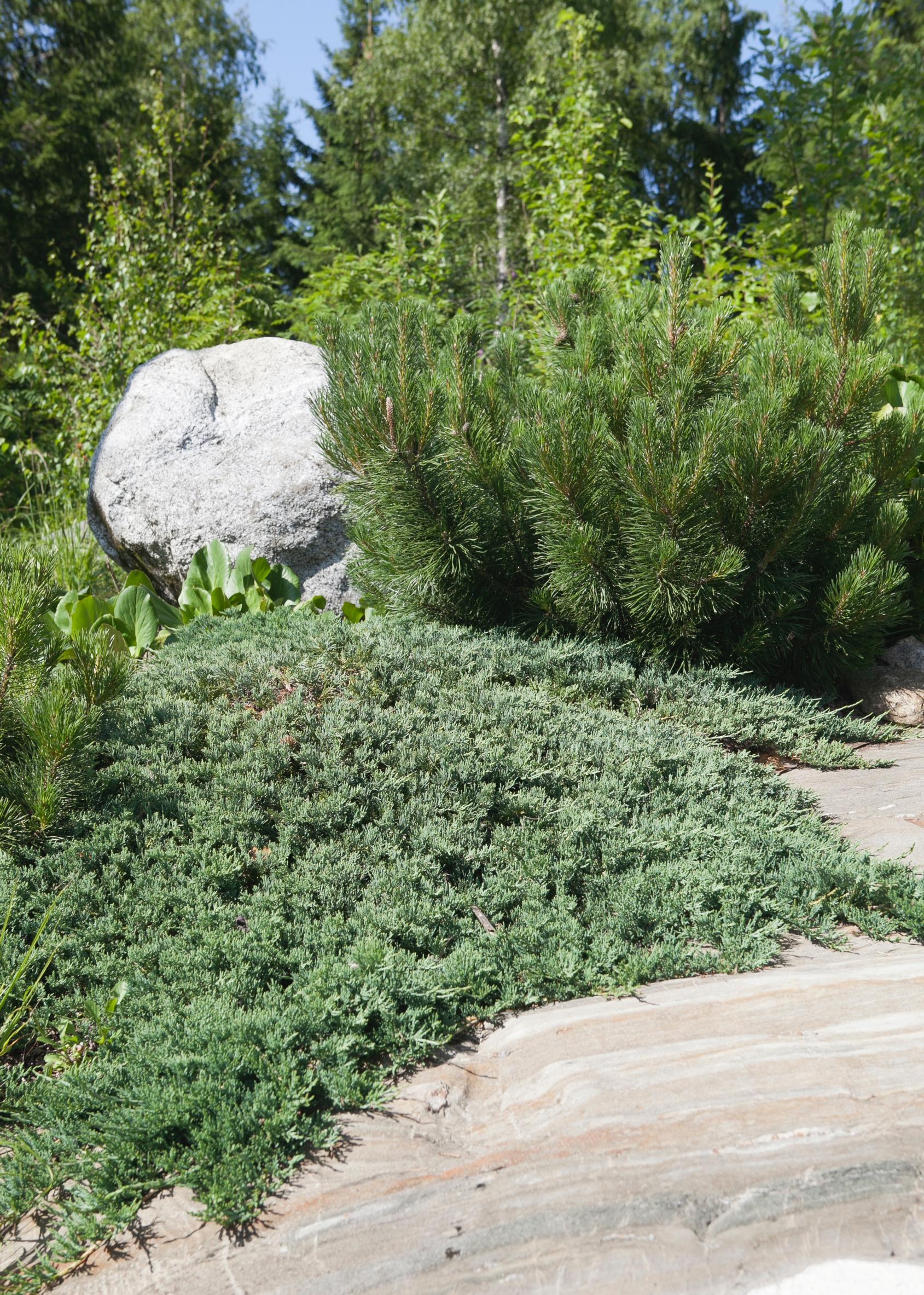 ground cover plants