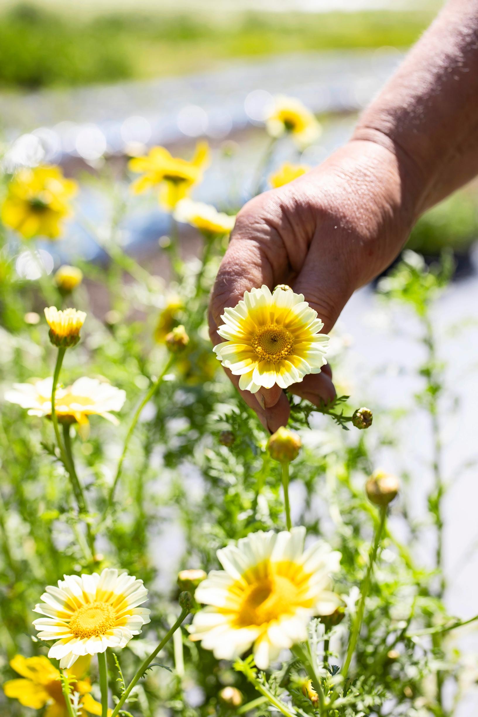 Crown daisy