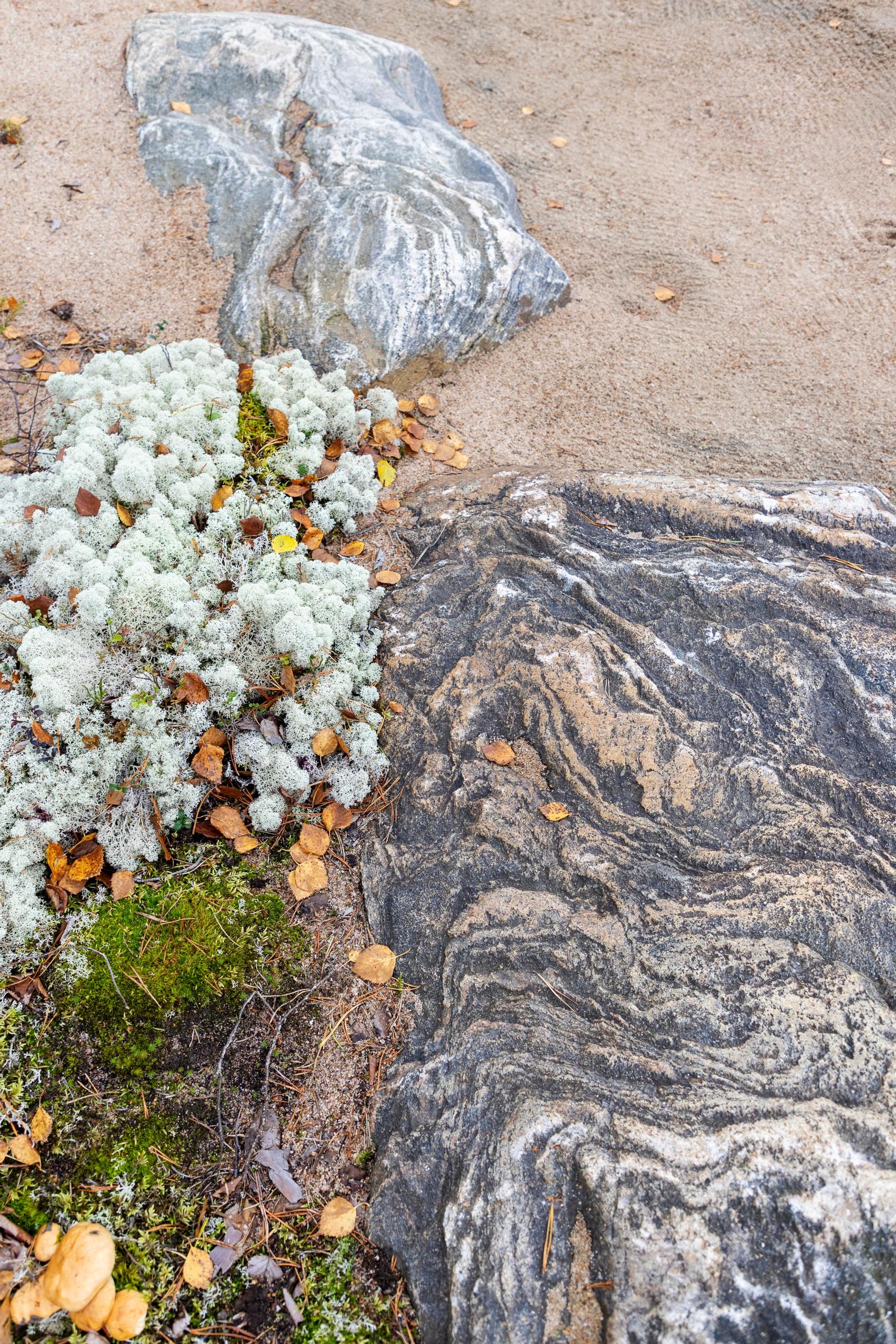 A rocky lakeshore, alpine plants, and beach sand