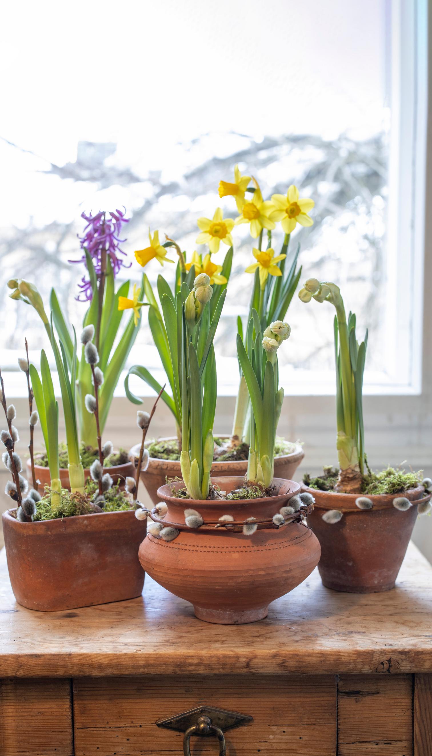 Flower bulbs in small terracotta pots