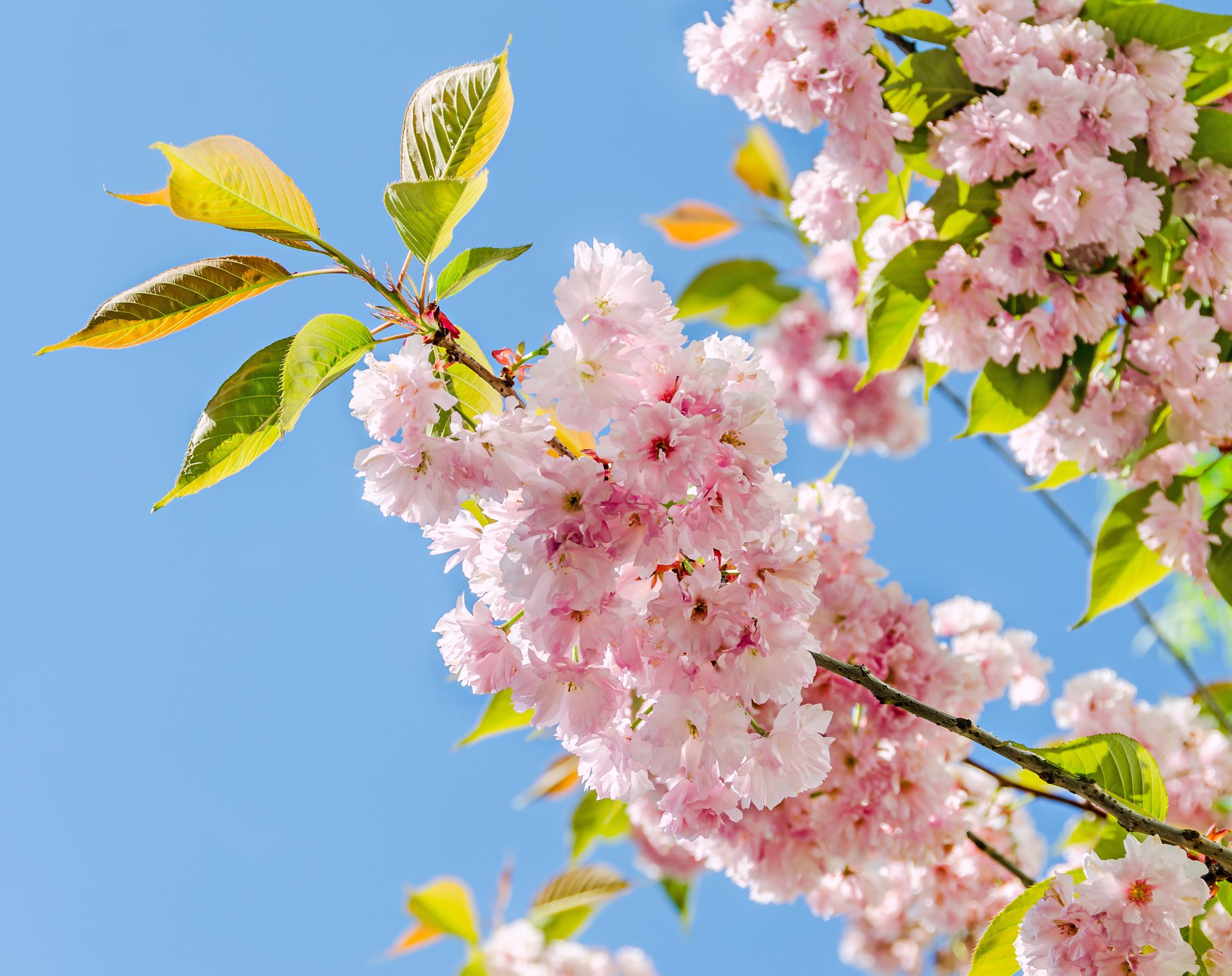 Cherry trees enchant with their beauty! Get to know different varieties and choose the perfect one for your garden