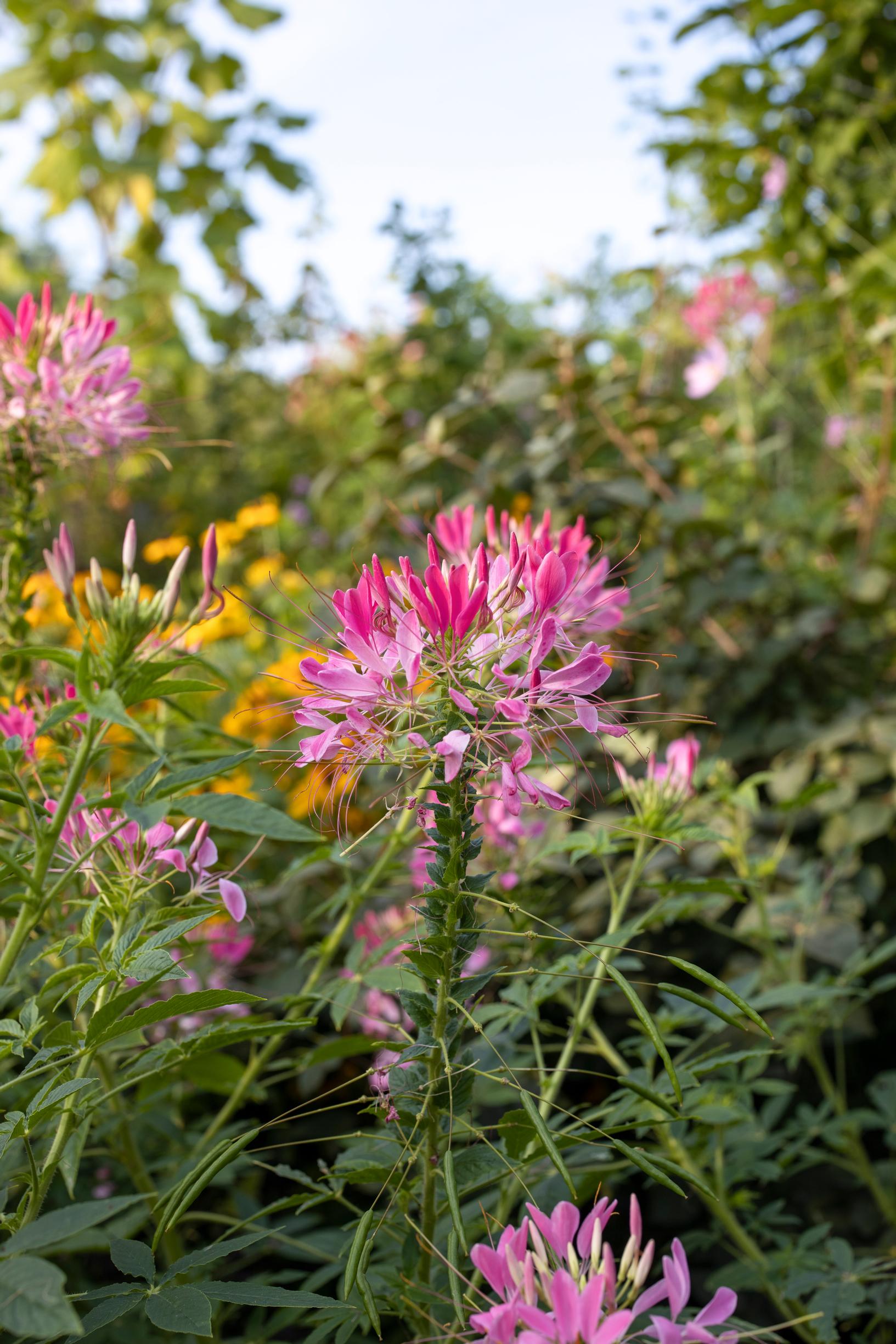 Spider flower