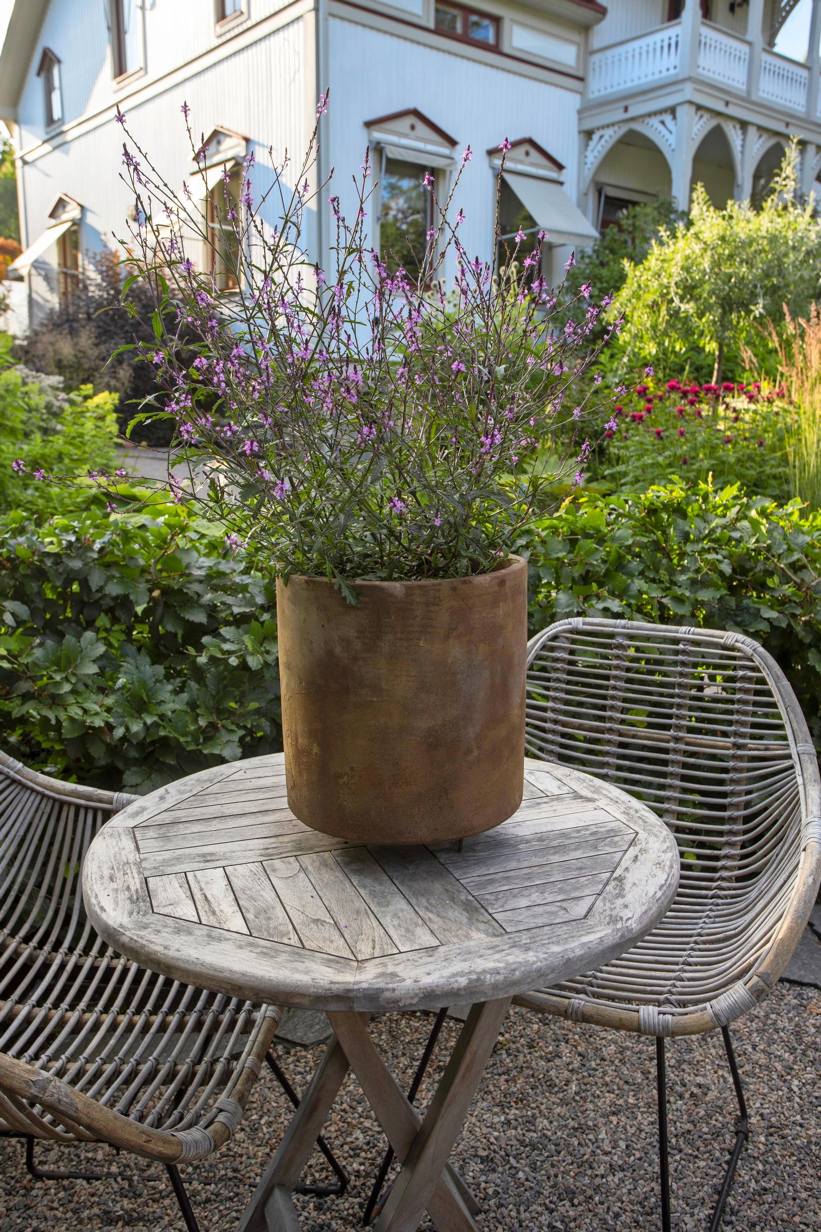 Here, the ‘Bampton’ vervain is in bloom.