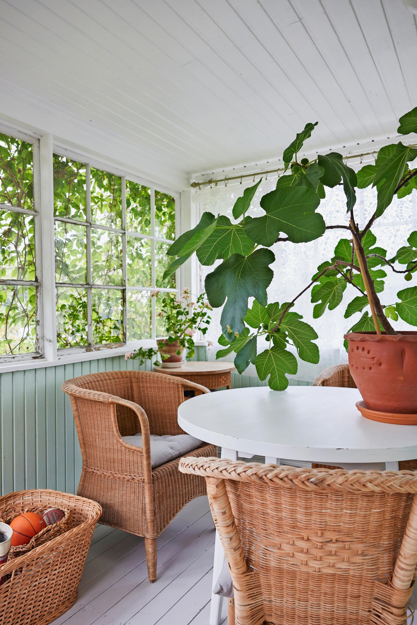 fig tree in a pot on the porch