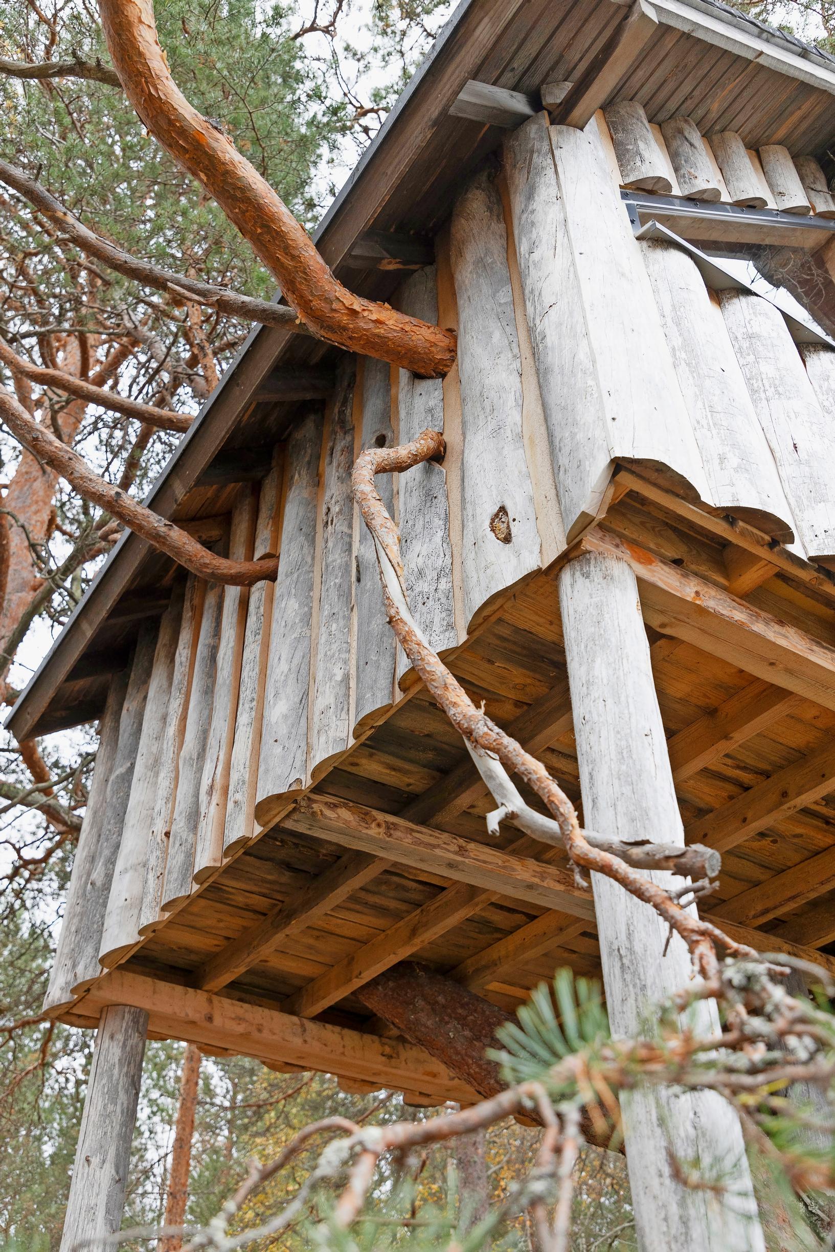 Pine branches protrude from the walls of the elevated treehouse