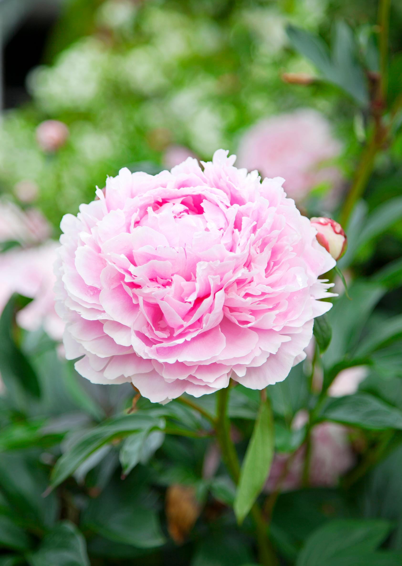 Pink peony