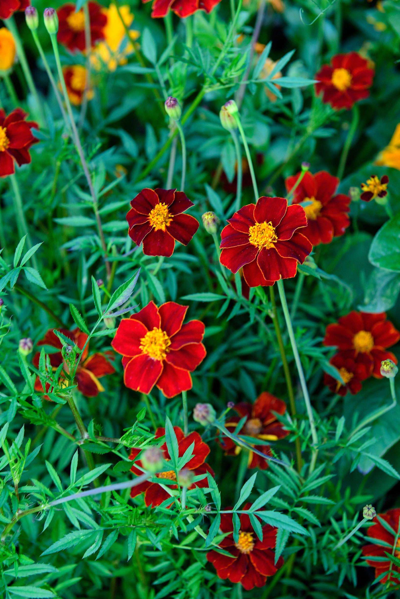 Linnétagetes ‘Burning Embers’ in Claus Dalby’s container garden