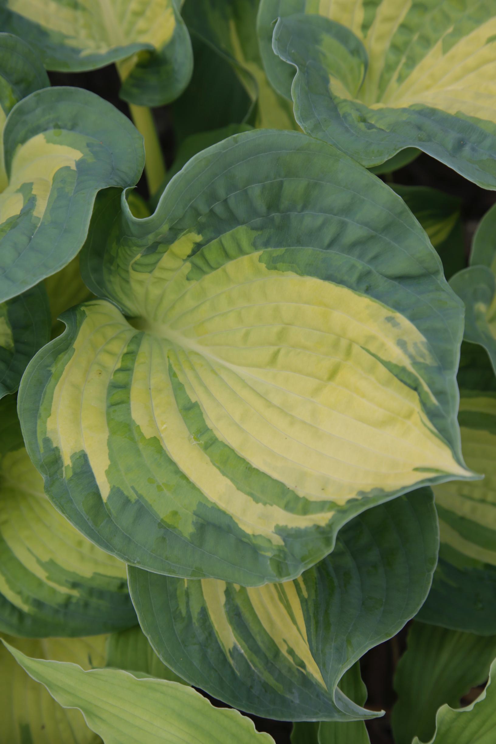 How to grow hosta: Hosta ‘Great Expectations’