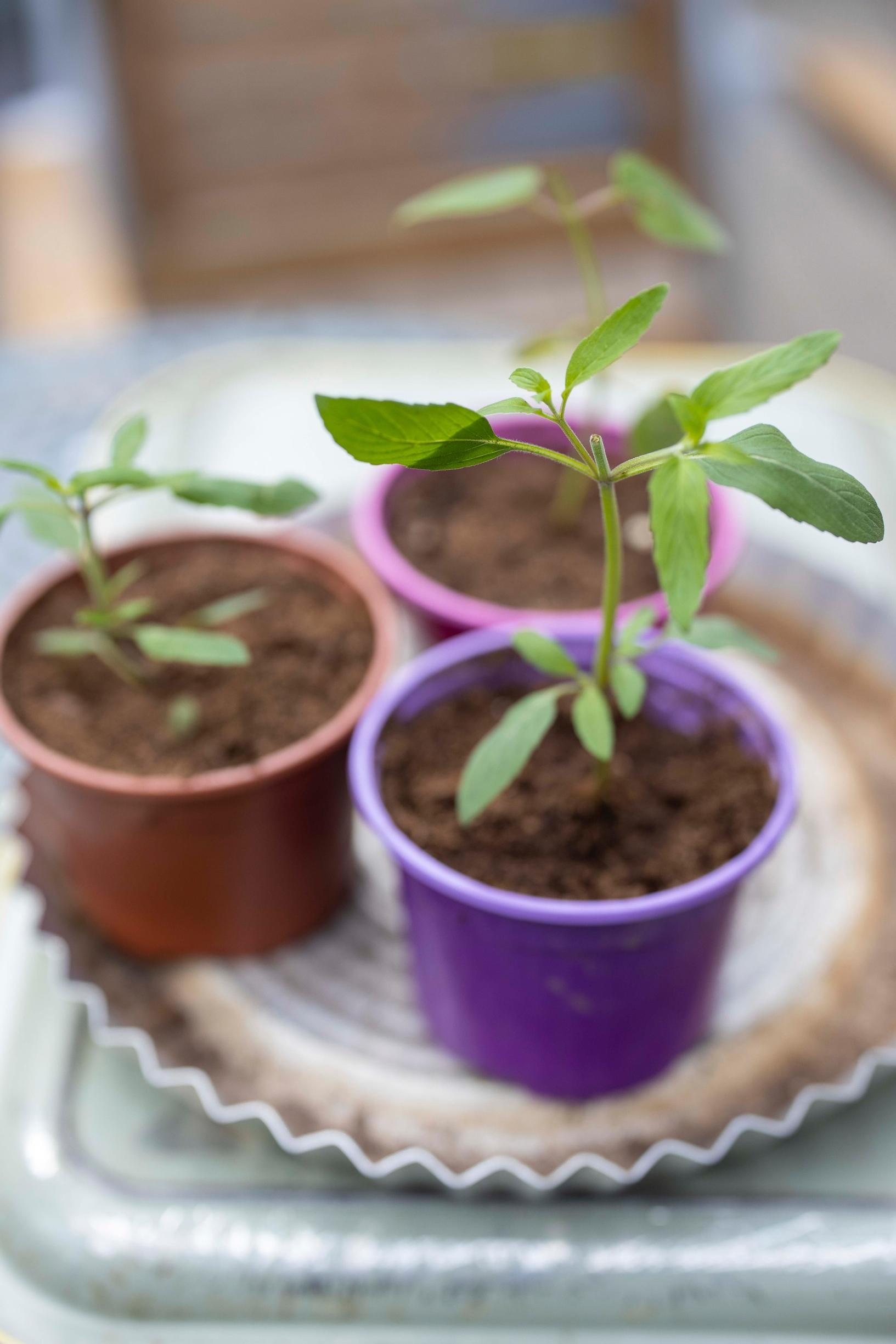 Propagating perennials from cuttings