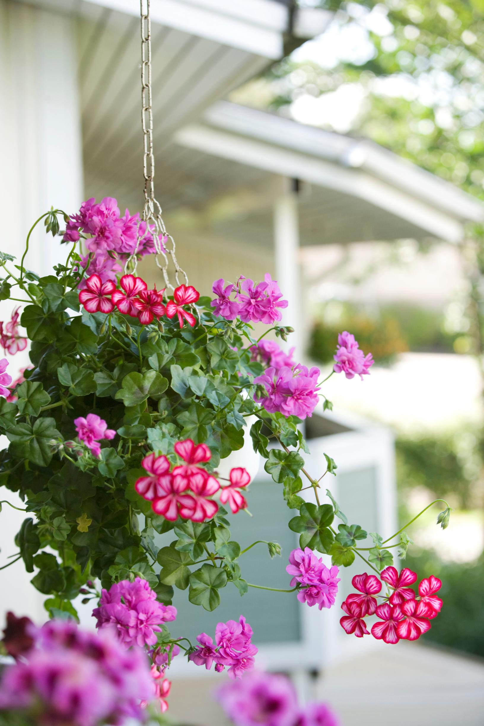 Drought resistant flowers: ivy geranium, pelargonium peltatum