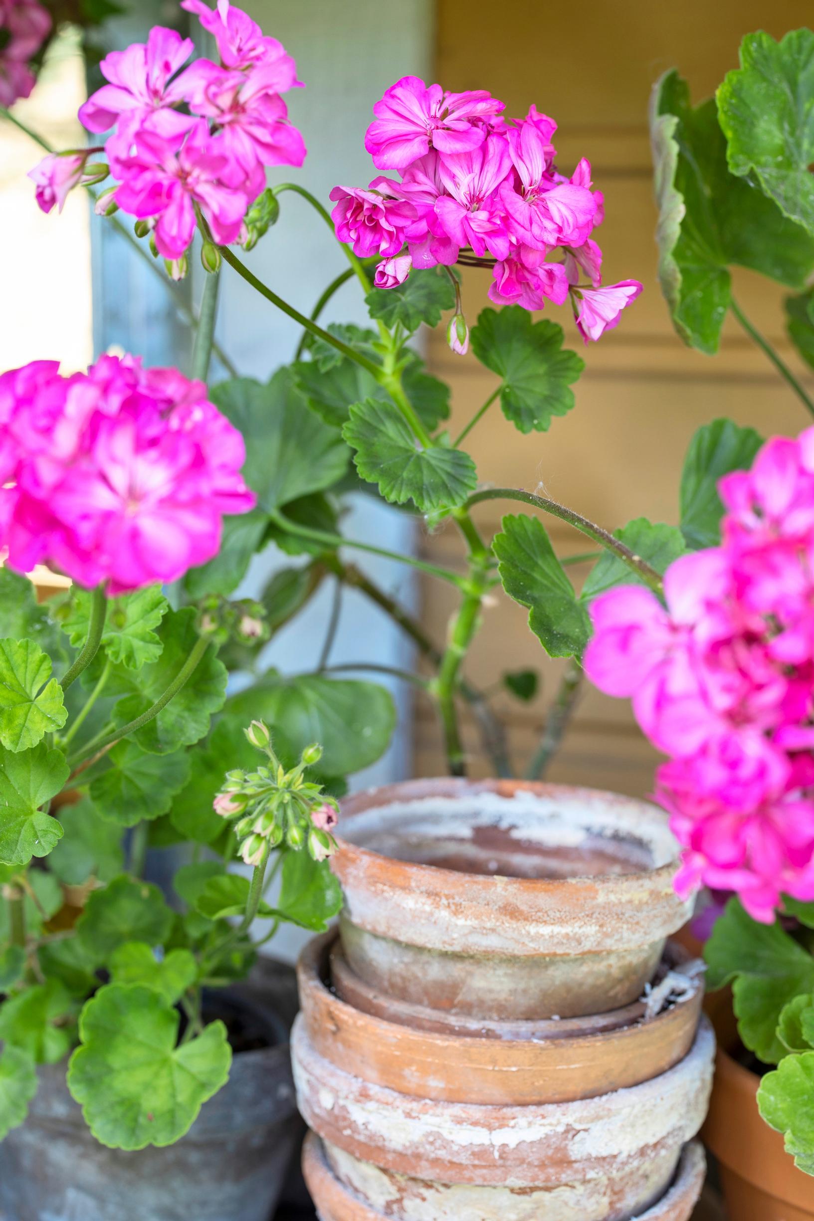 Overwintering a pelargonium: The common pelargonium “Carolina-2