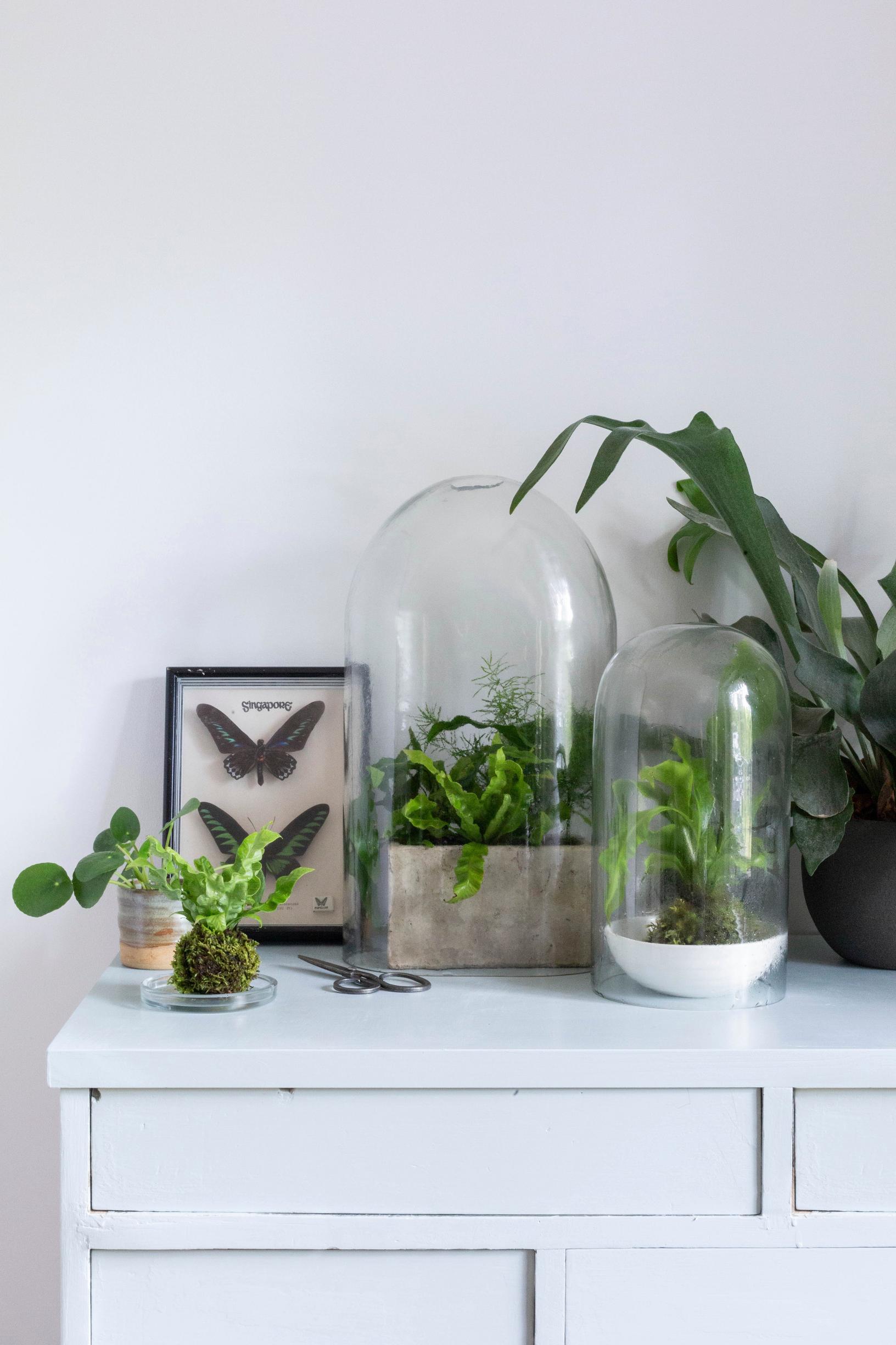 A fern kokedama arrangement on a dresser.