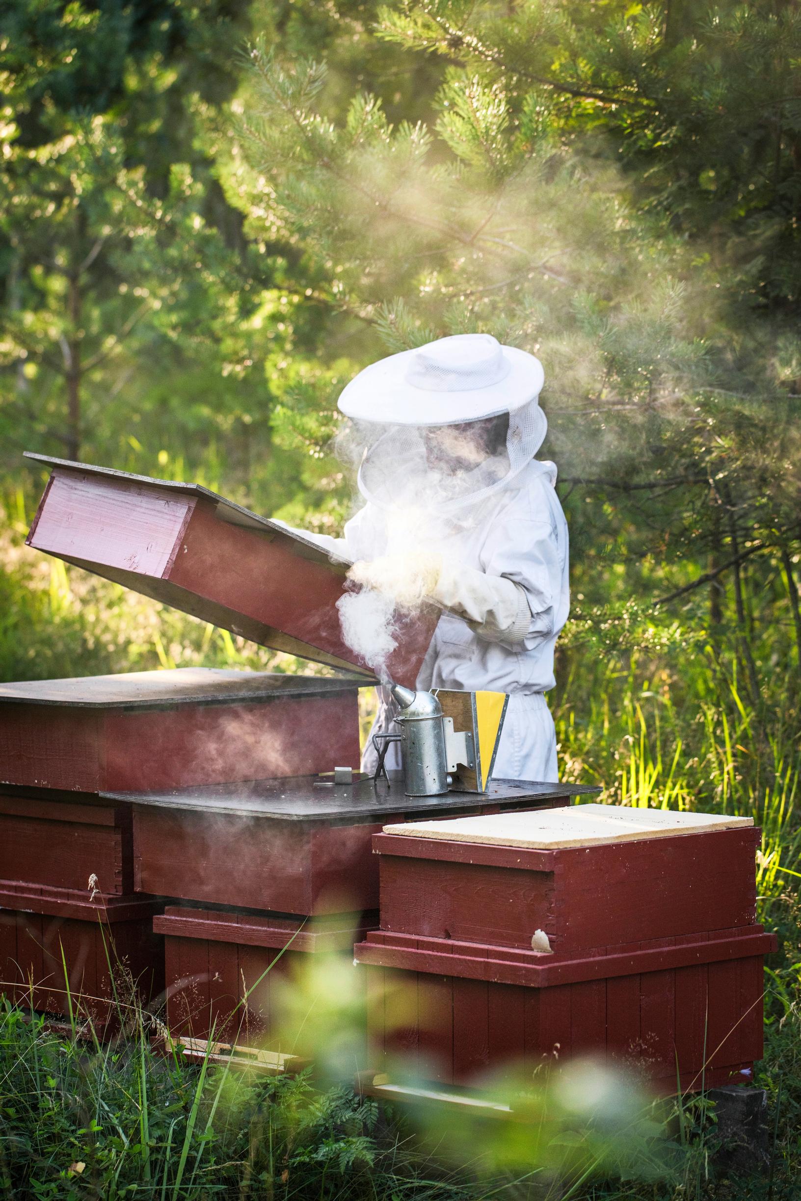 Nora opens the bees’ hives in full protective gear.
