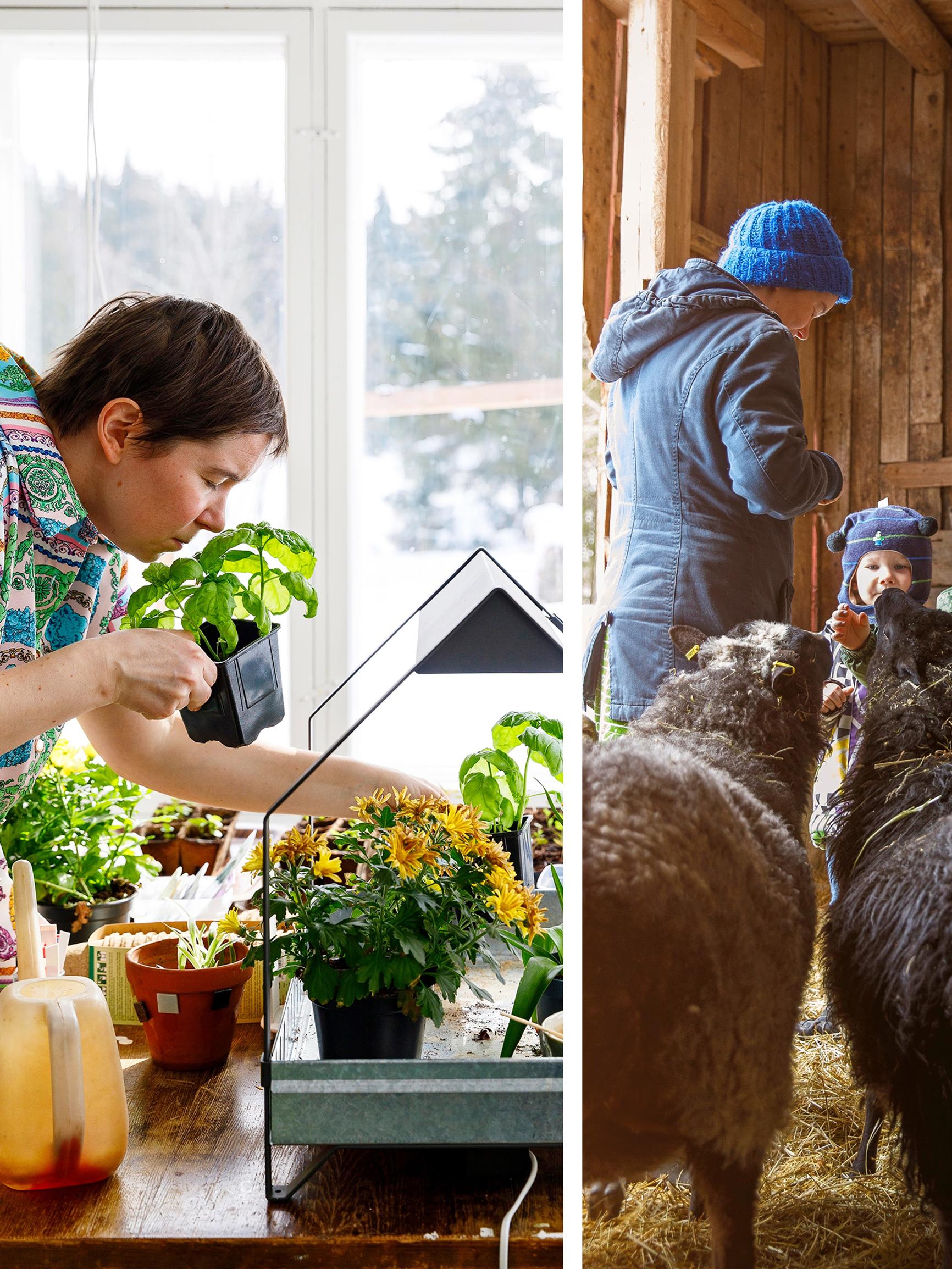 A self-sufficient family: “From July to November, the only thing we buy are dairy products”