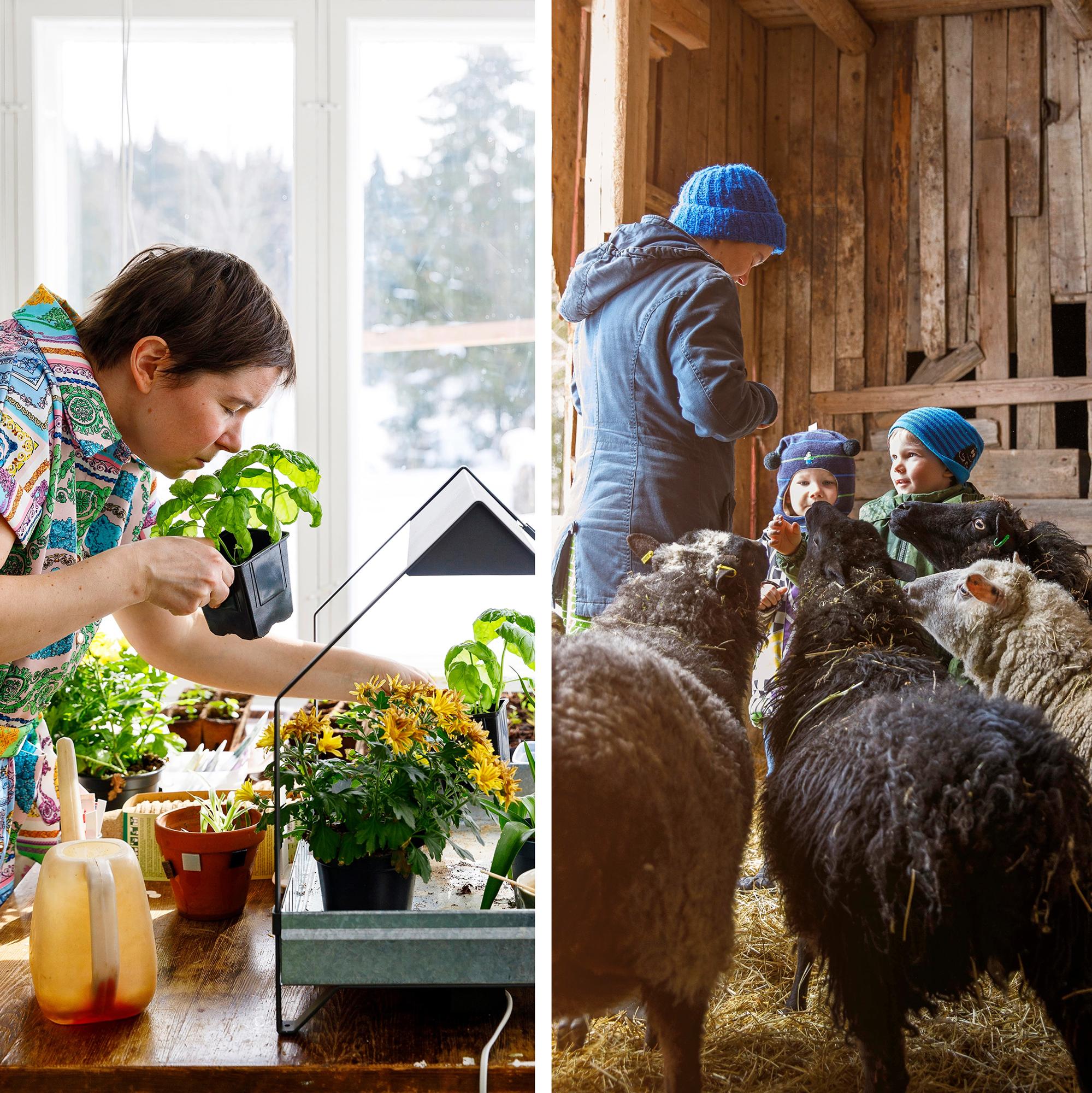 A self-sufficient family: “From July to November, the only thing we buy are dairy products”