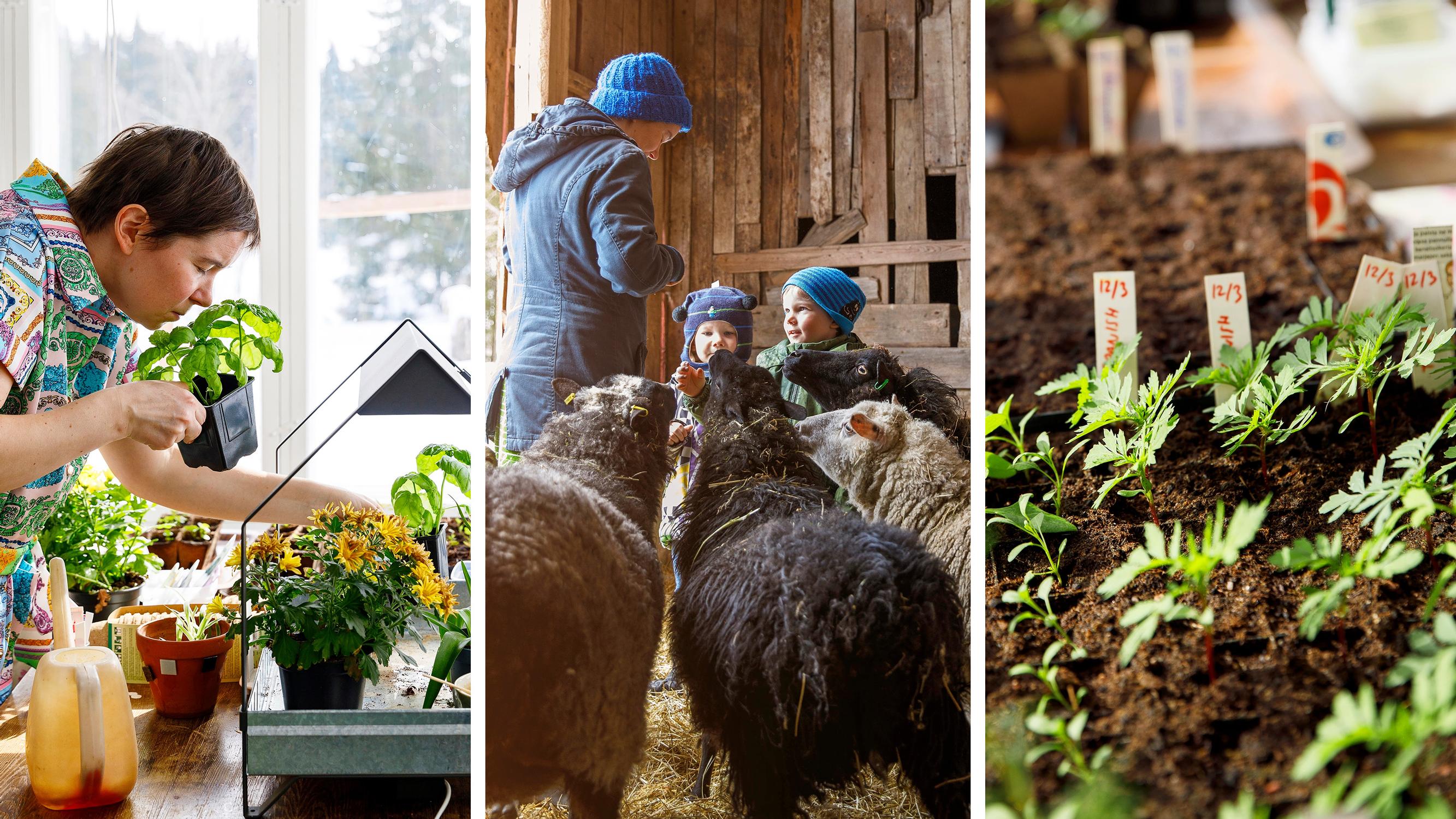 A self-sufficient family: “From July to November, the only thing we buy are dairy products”