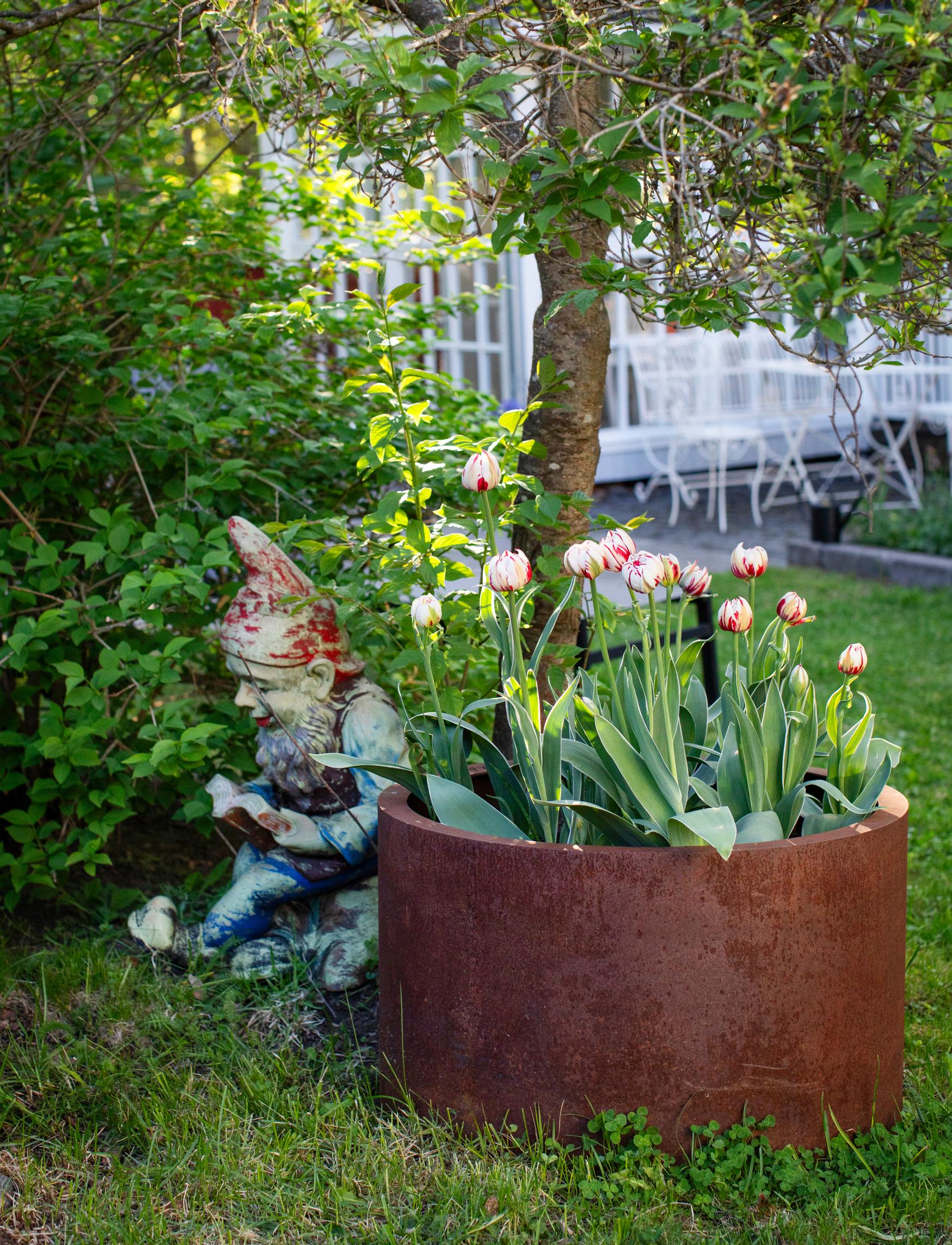 Garden gnome and tulips