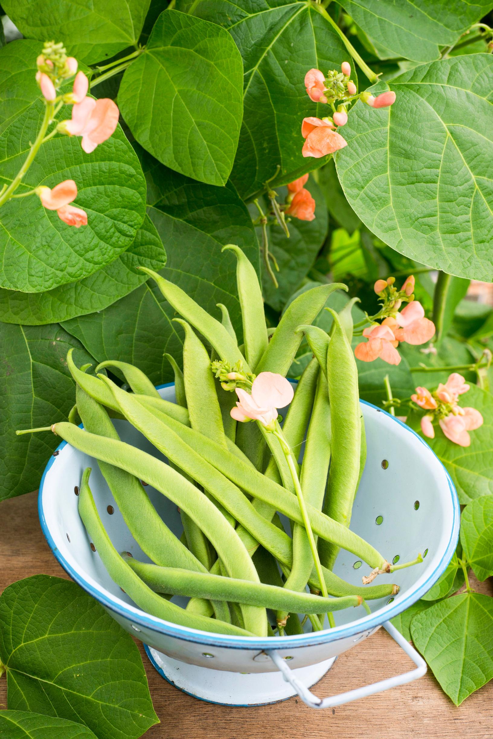Bean varieties: runner bean ’Celebration’