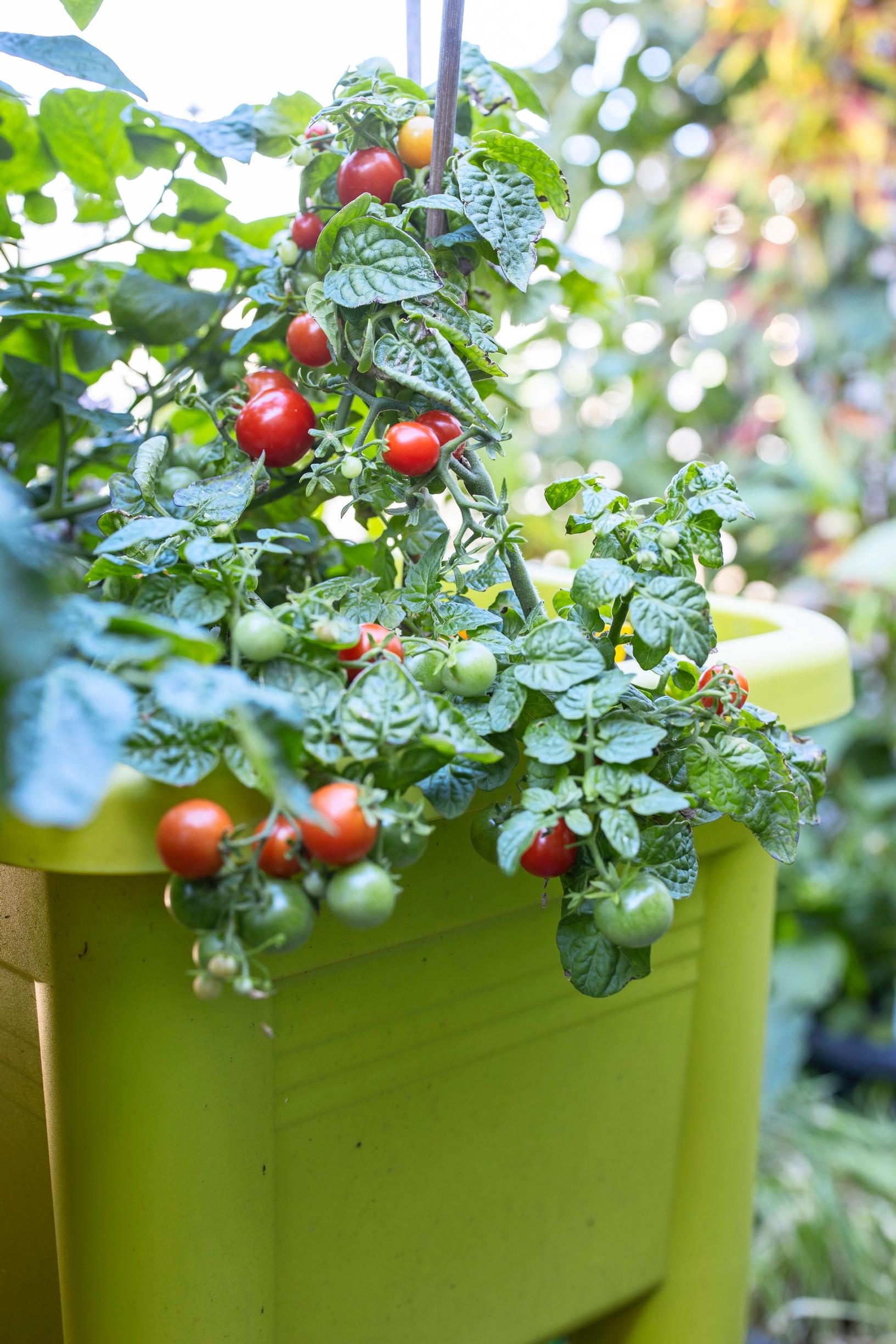 Balcony garden: Small-fruited tomatoes